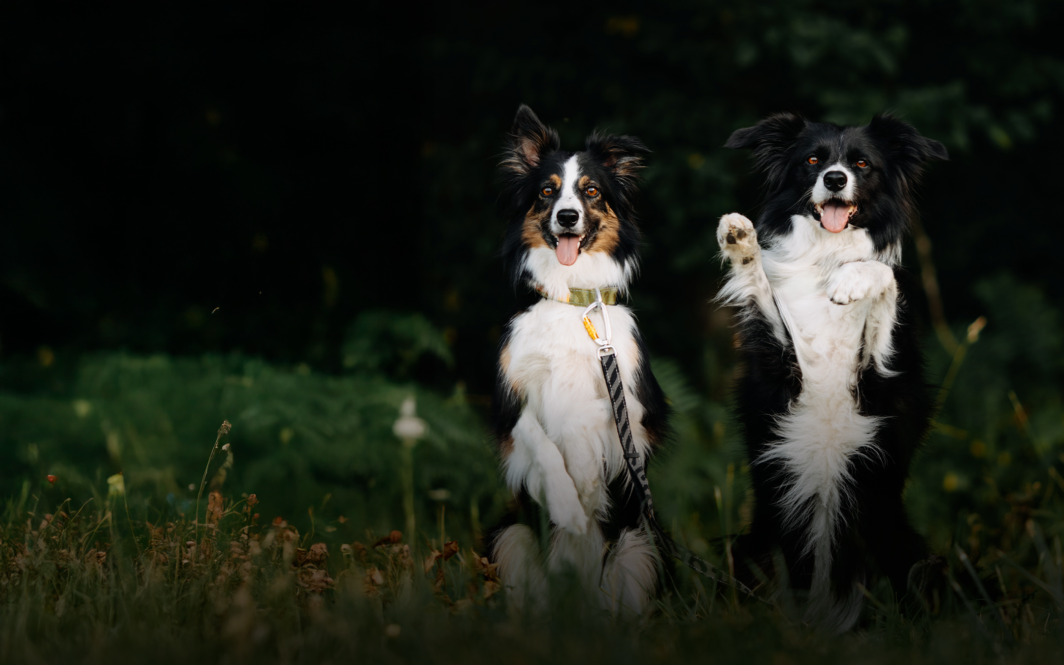 Two happy black, white, and brown dogs sitting in grass; one has a paw raised, both facing the camera.