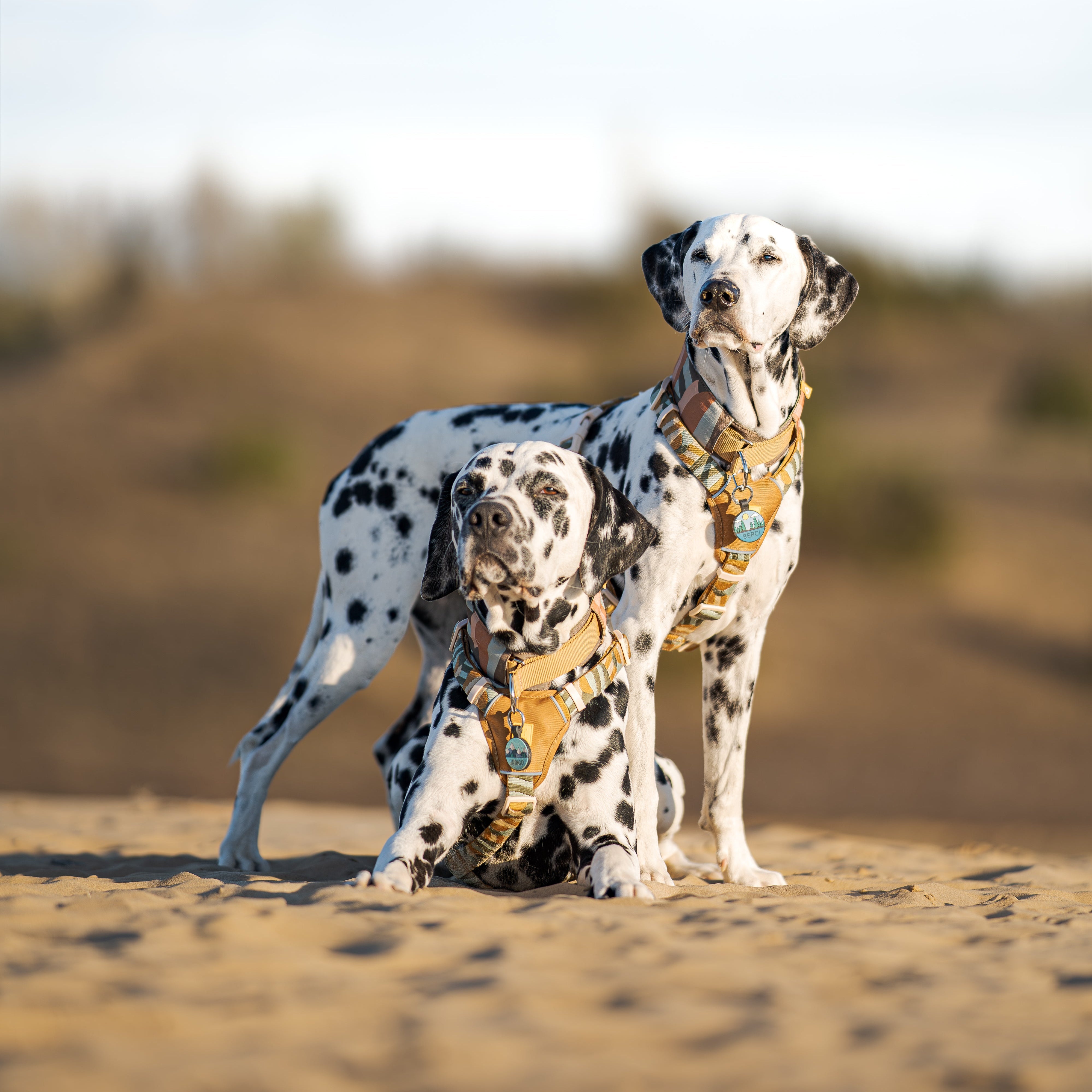 A Dalmatian dog wearing a blue harness stands on red dirt with green trees in the background.