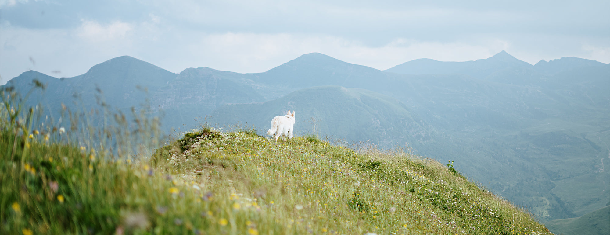 A white dog stands on a grassy hilltop with wildflowers, looking towards distant blue mountains under a cloudy sky.
