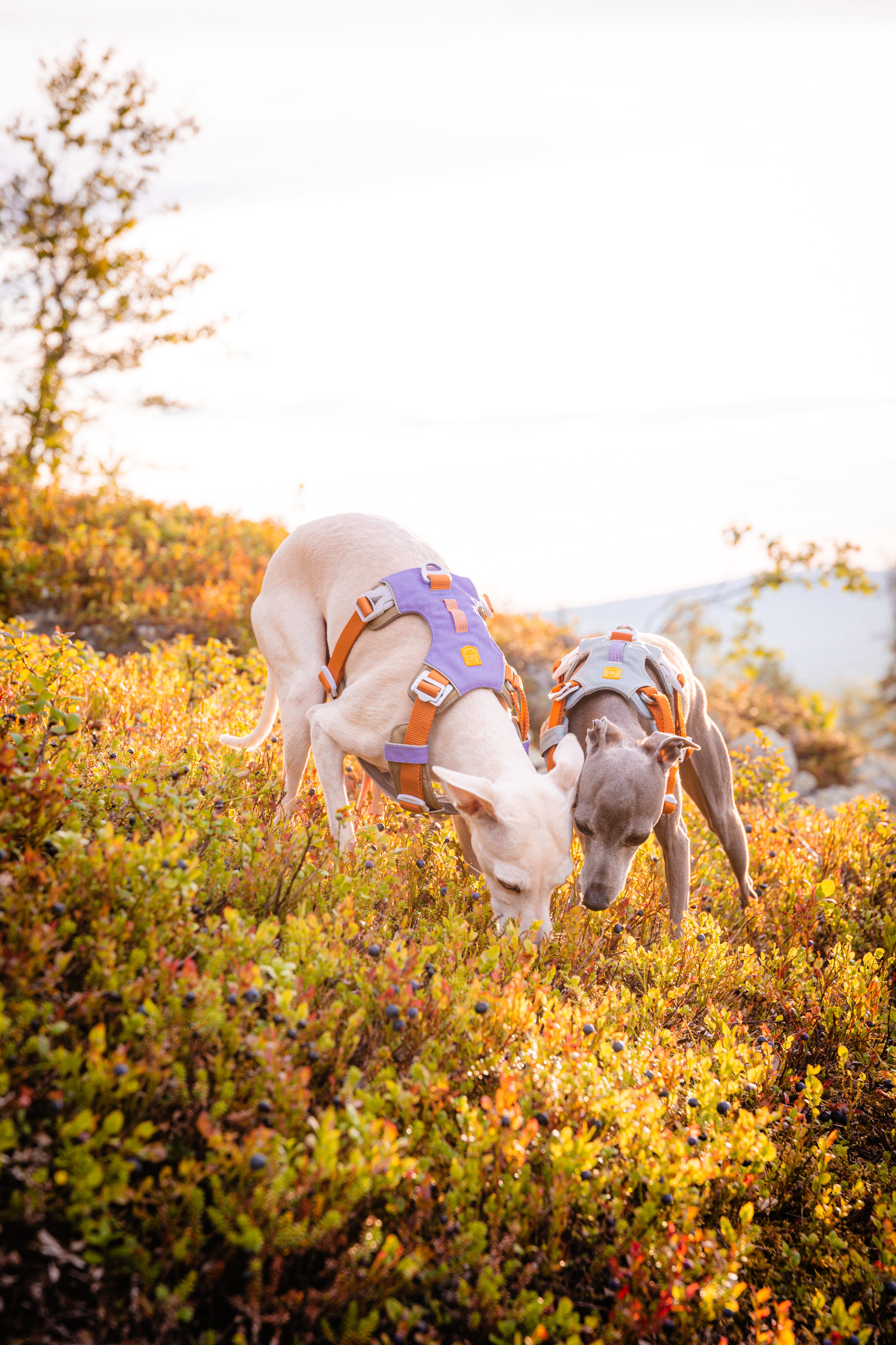 Two dogs in harnesses sniffing the ground in a sunlit, grassy outdoor area with trees in the background.