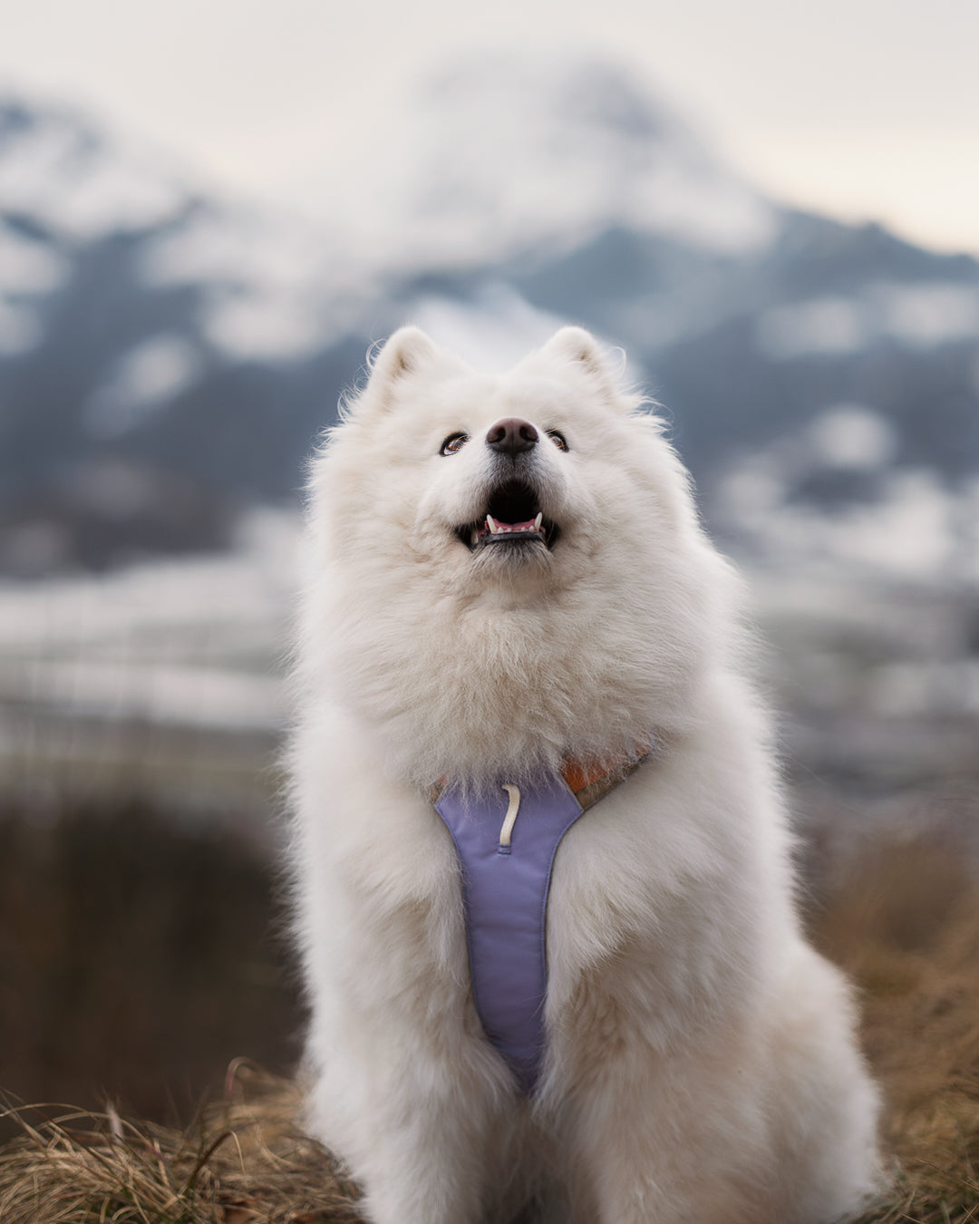 Woolly Wolf
