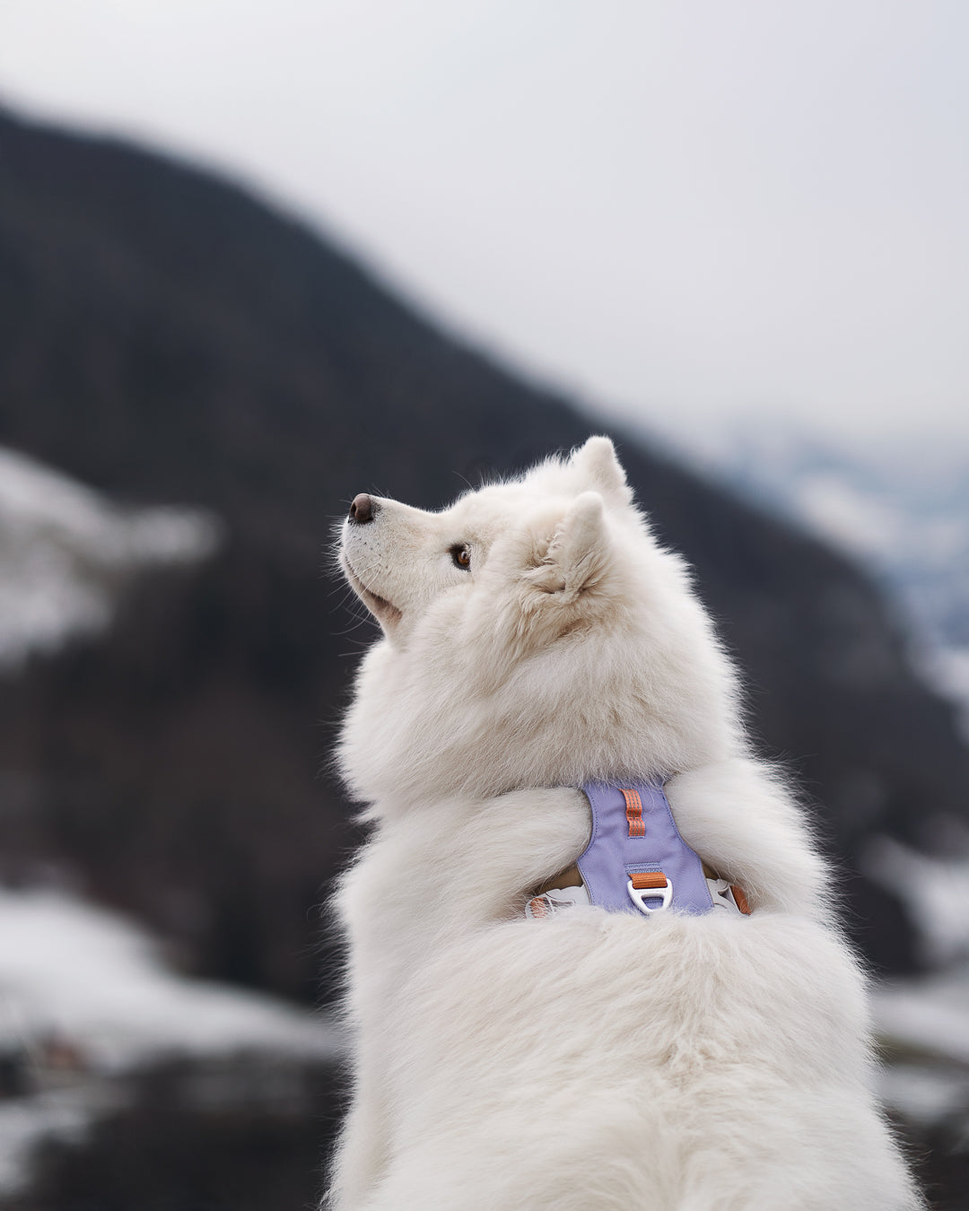 Woolly Wolf