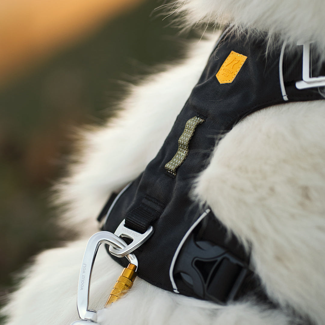 A white fluffy dog wearing a black harness with a carabiner leash attachment.