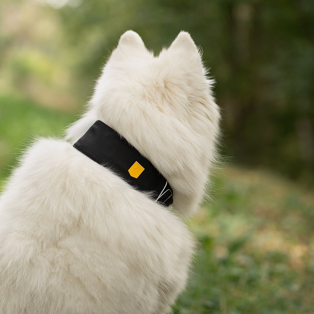 A white fluffy dog wearing a black collar with a small yellow tag.