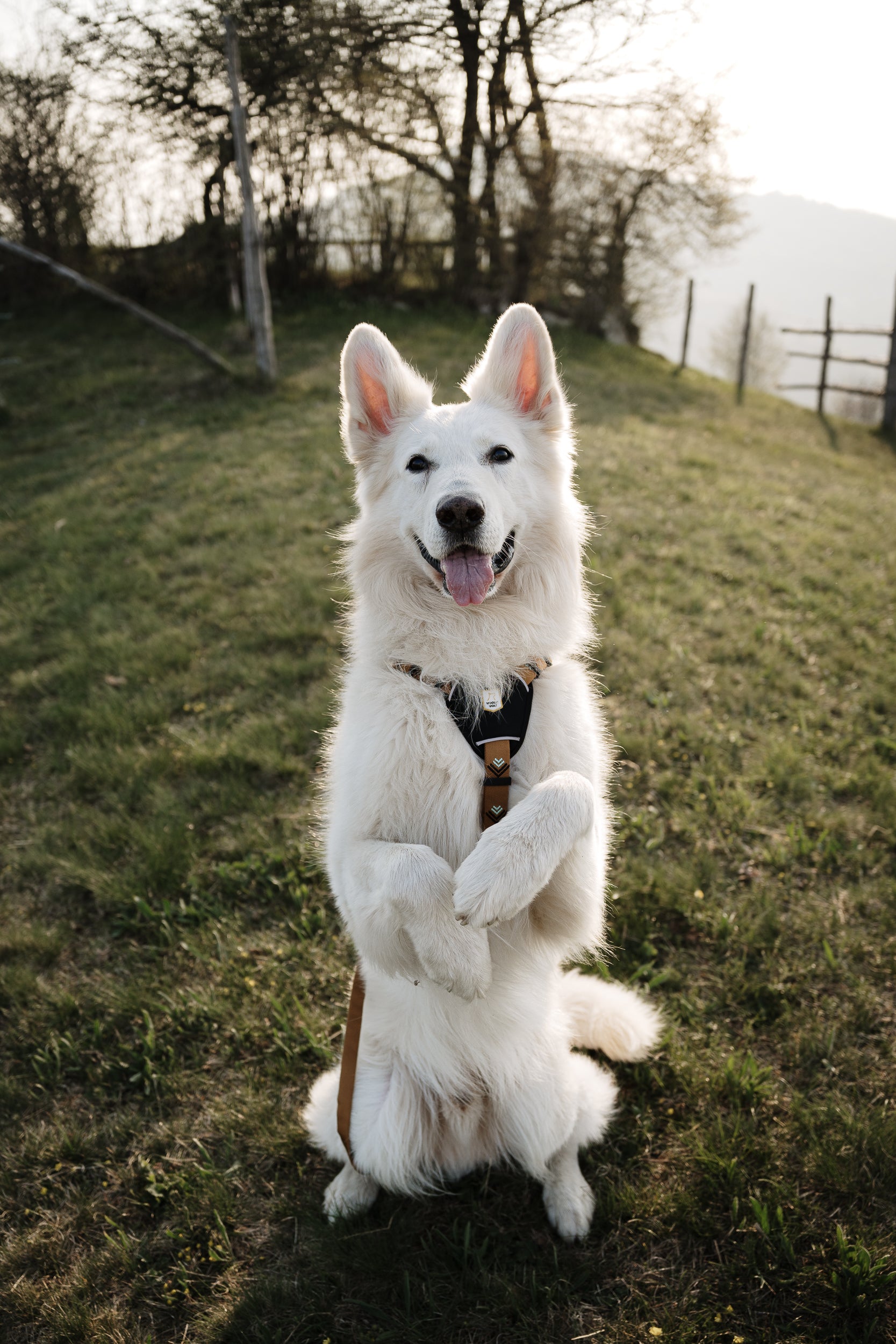 Woolly Wolf