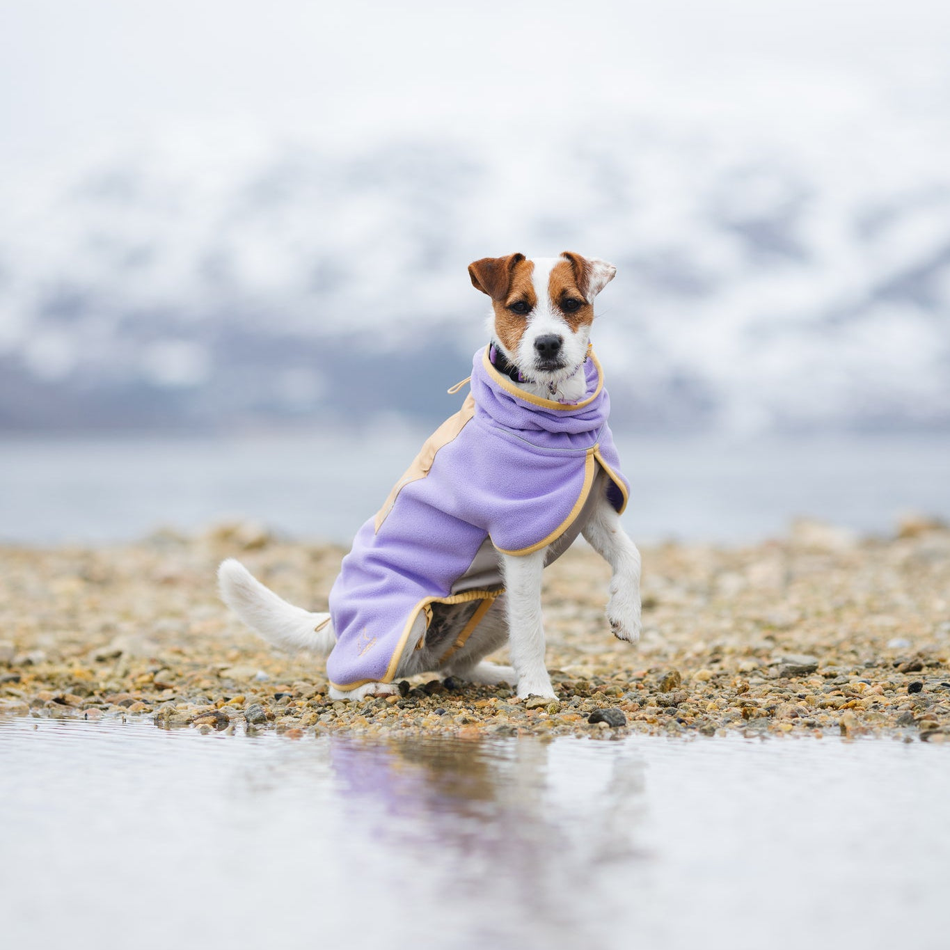 Alpha 360 Dog Fleece Pullover Lavender / Sand - Woolly Wolf