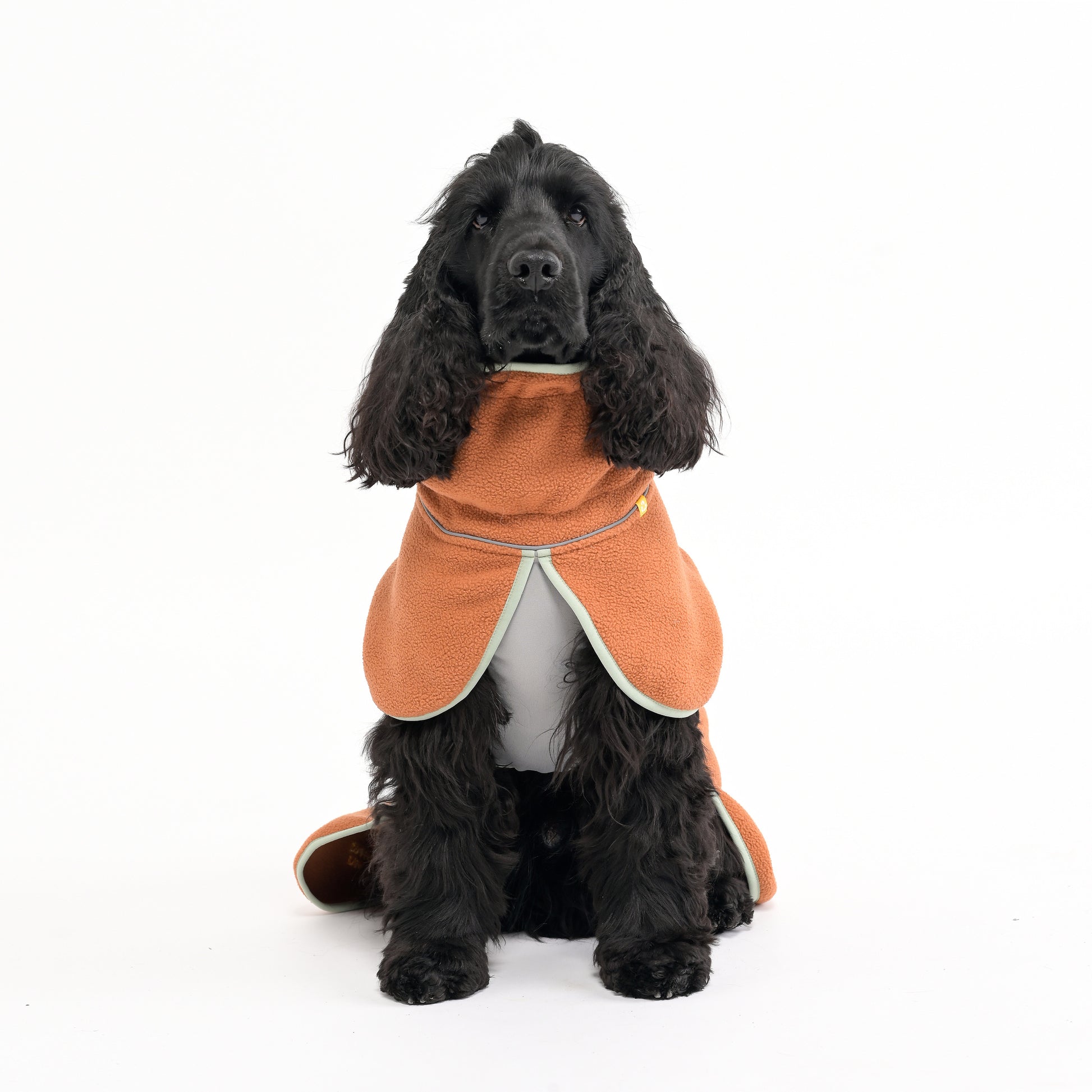 Black dog wearing an orange coat sits facing forward on a plain white background.