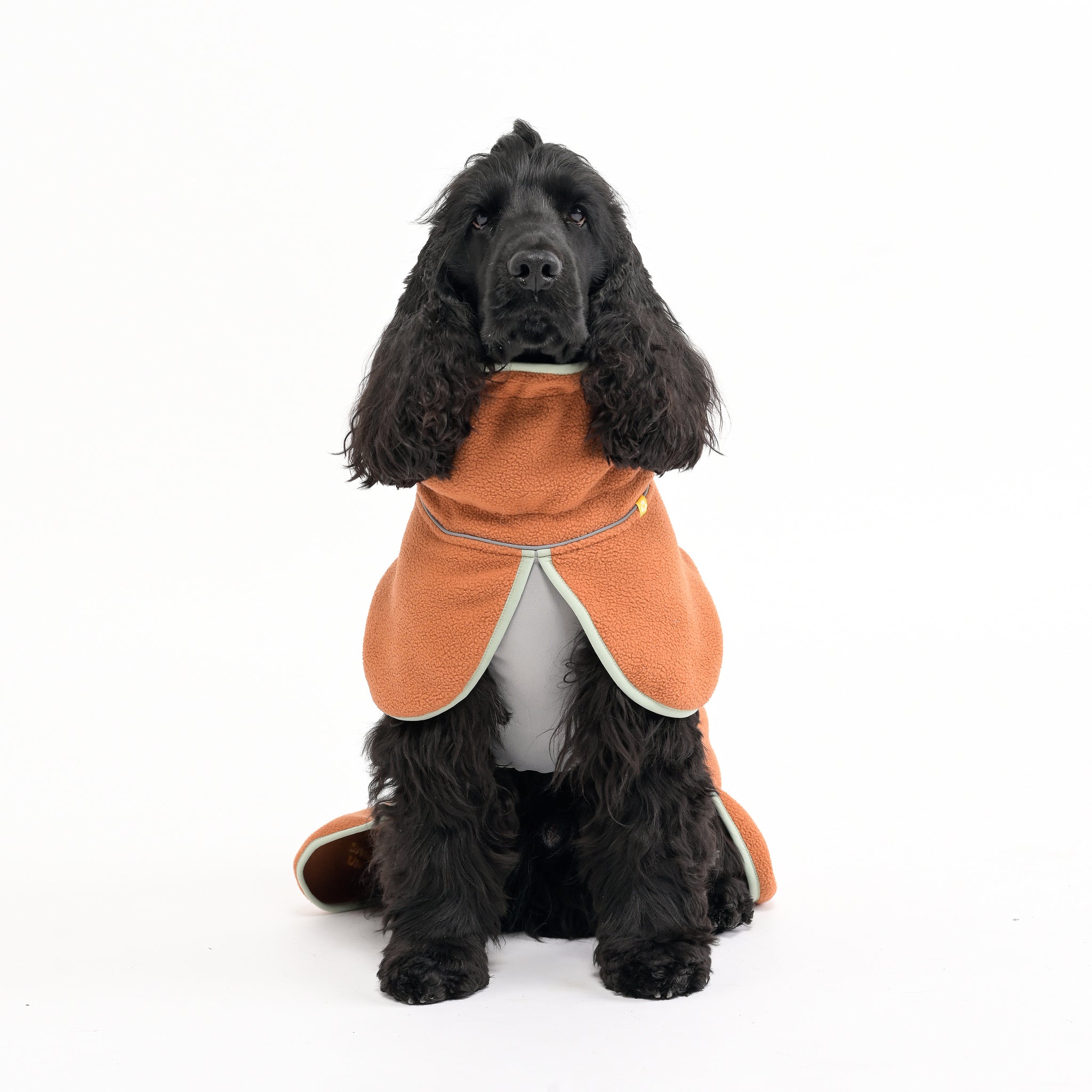 Black dog wearing an orange coat sits facing forward on a plain white background.