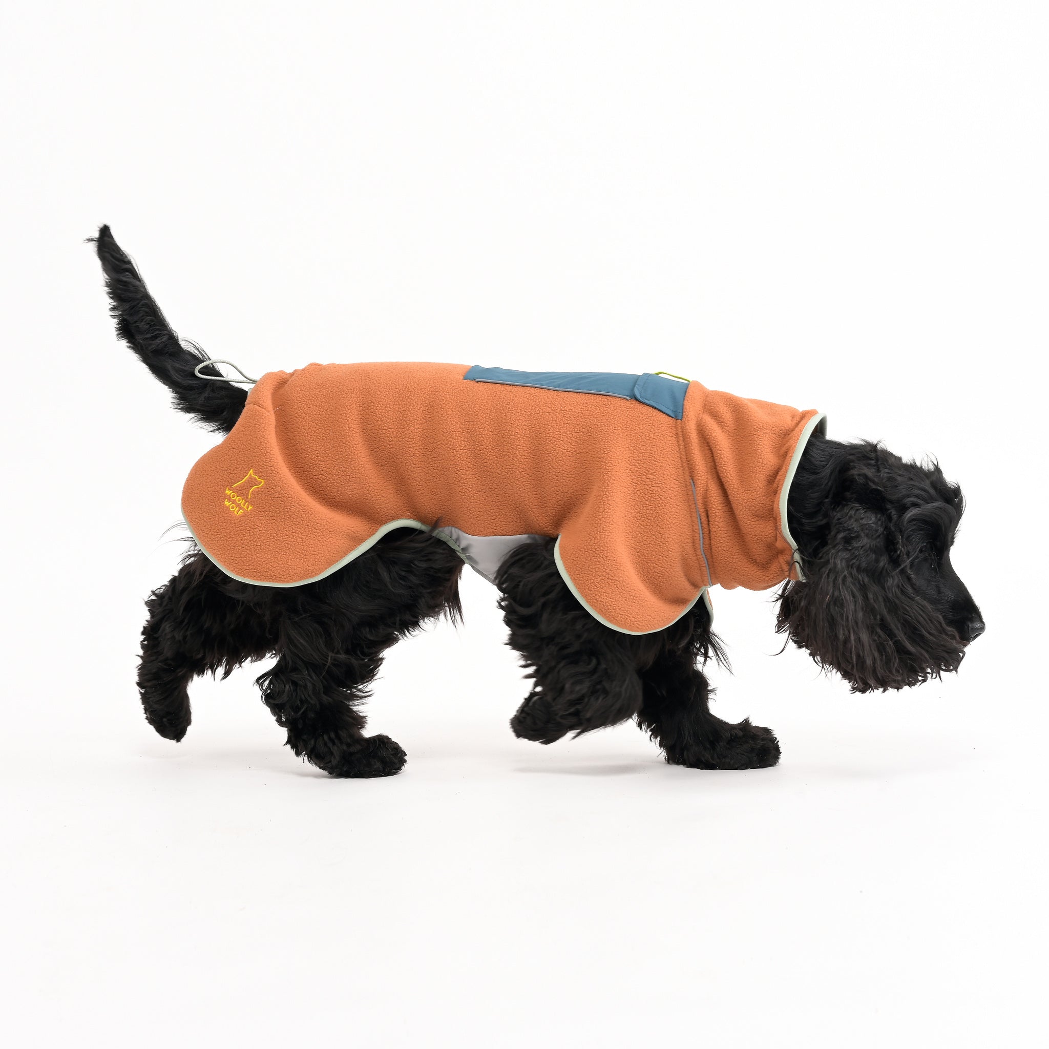 Black dog wearing an orange and blue coat walking on a white background.