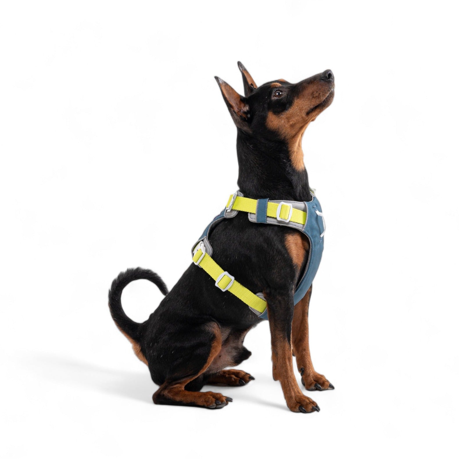 Blue Dog Harness with Adjustable Fit for Your Dog - Woolly Wolf