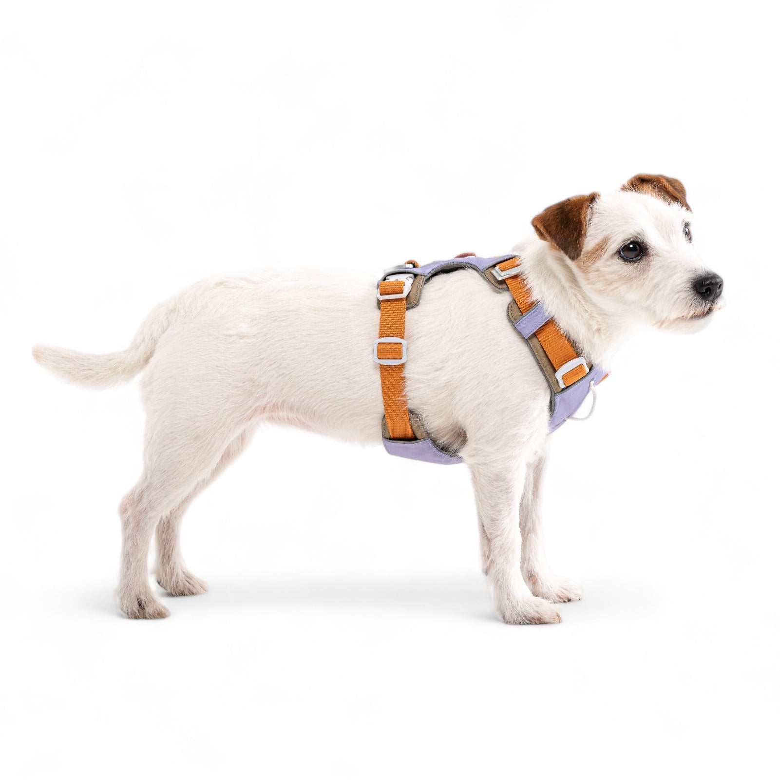 Dog Wearing Alpha 360 Harness Lavender mix