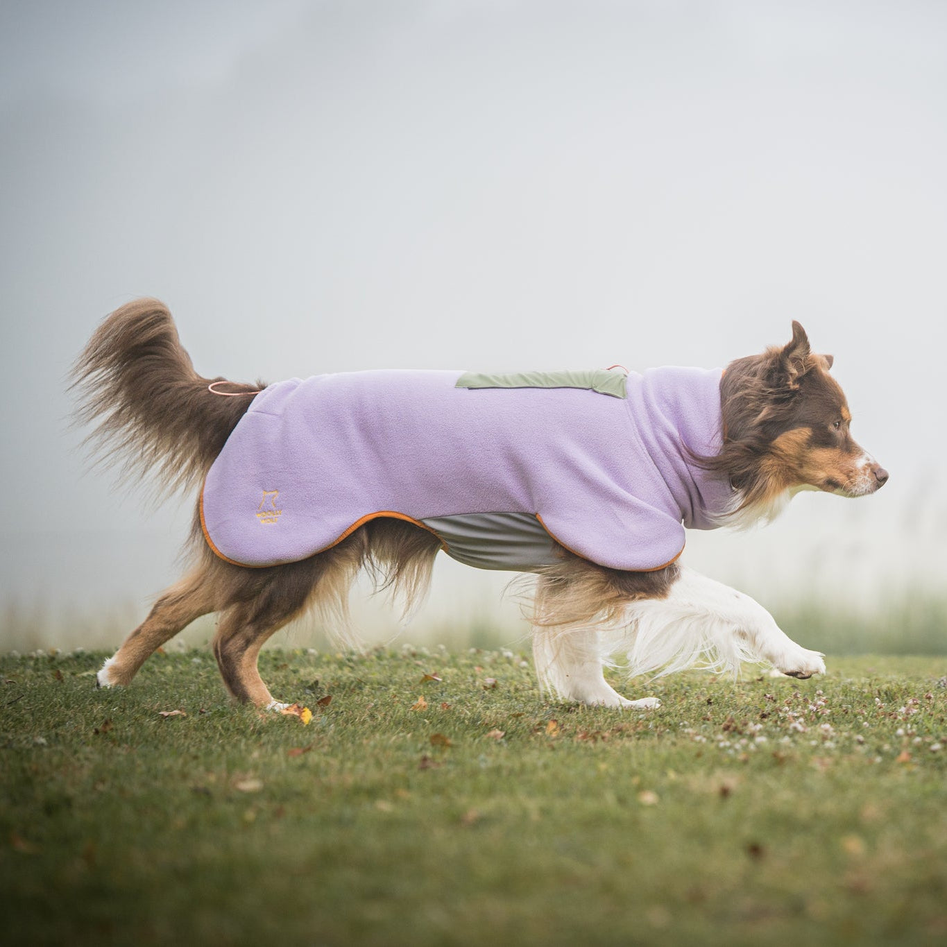 A brown and white dog in a purple coat walks on grass with a foggy background.