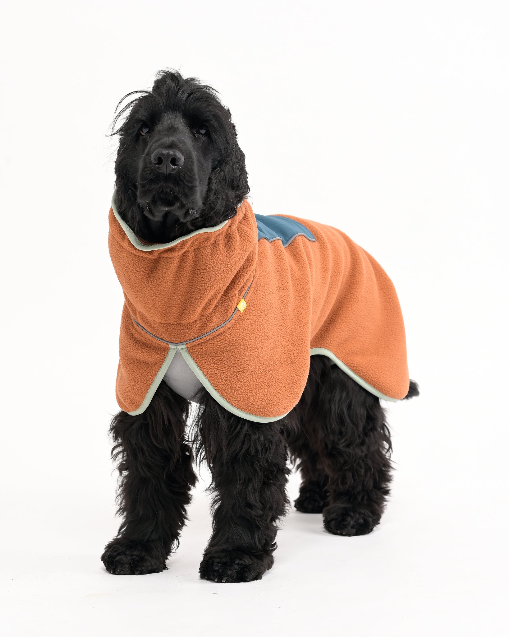 Black dog wearing an orange fleece coat with light trim, standing on a white background.