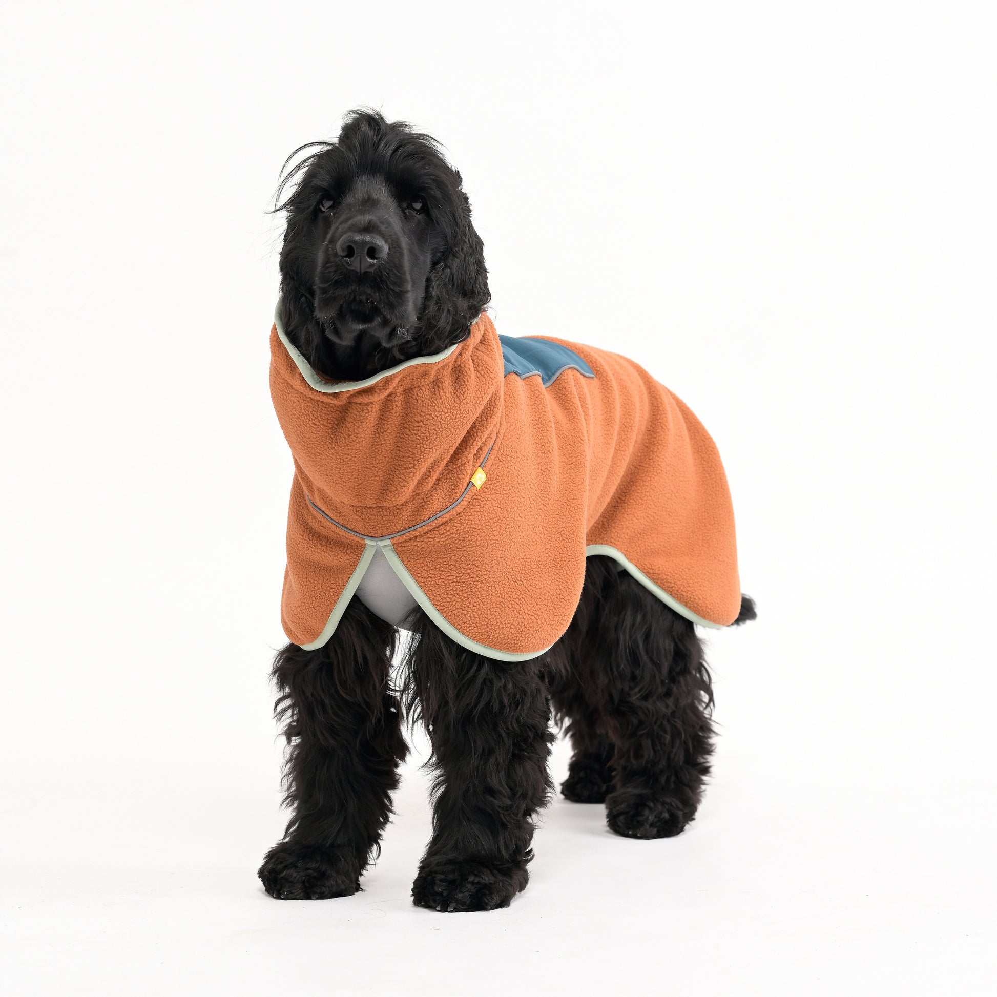 Black dog wearing an orange and blue coat against a plain white background.