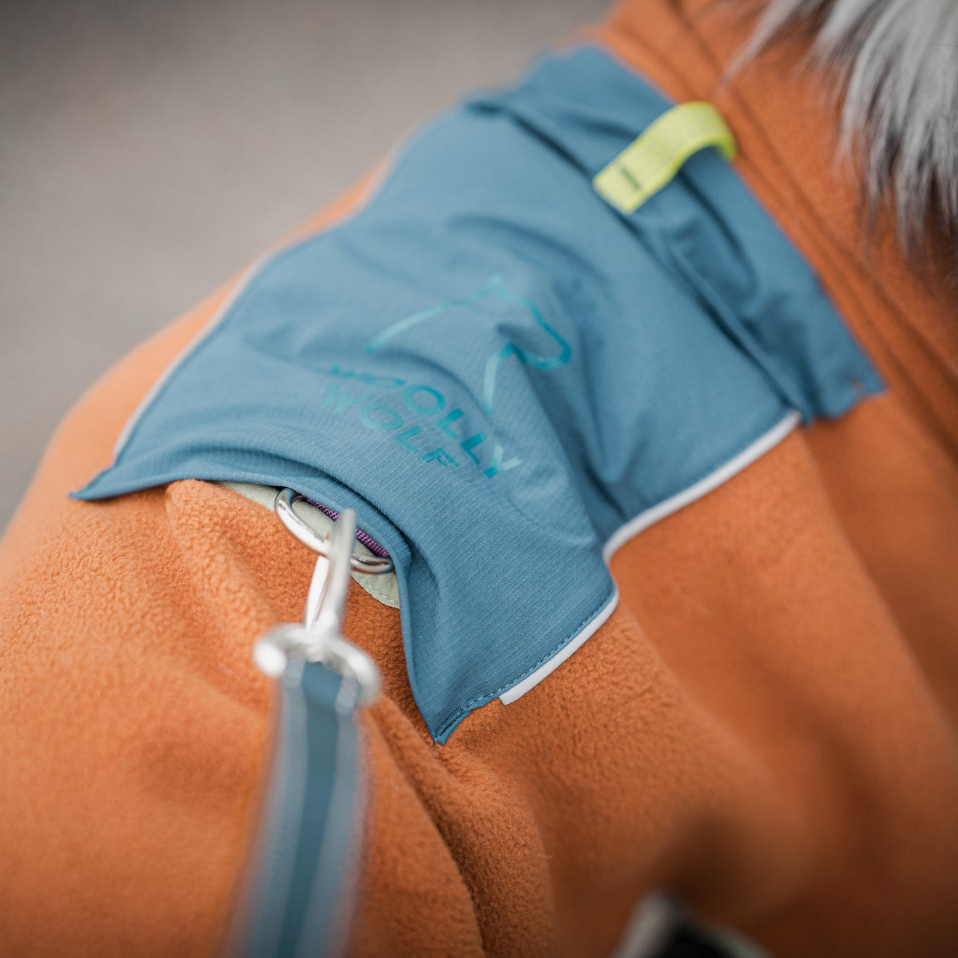 Close-up of a dog wearing an orange coat and leash, with a blue pocket labeled Woolly Wolf.