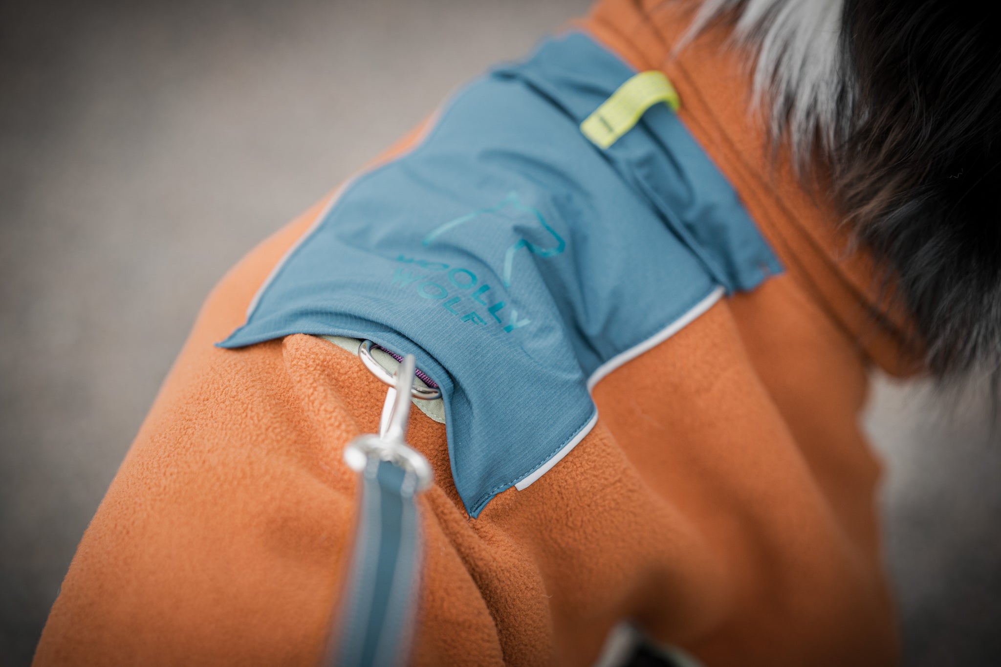 Close-up of a dog wearing an orange coat and leash, with a blue pocket labeled Woolly Wolf.