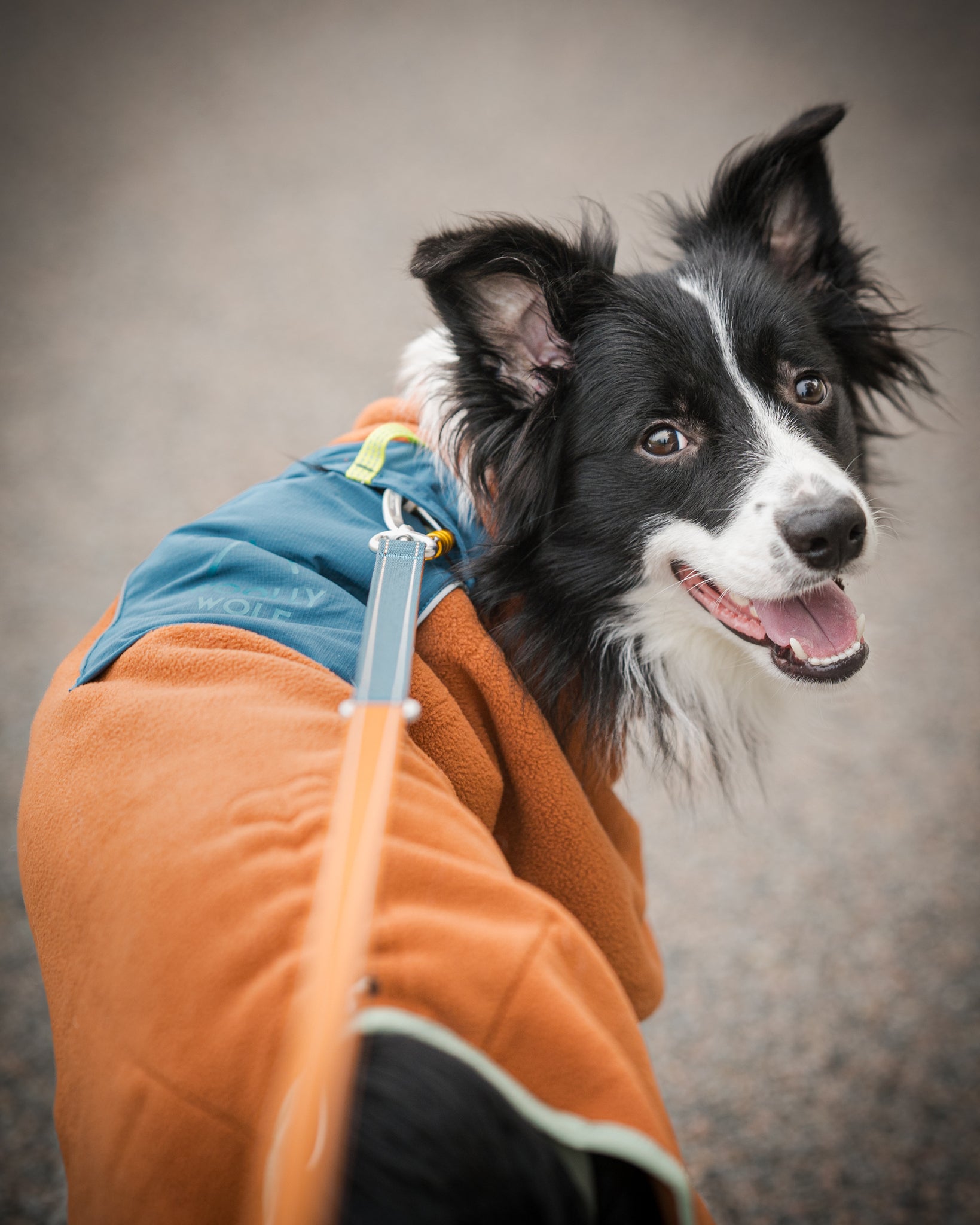 Black and white dog wearing an orange jacket looks back while on a leash, mouth open in a happy expression.