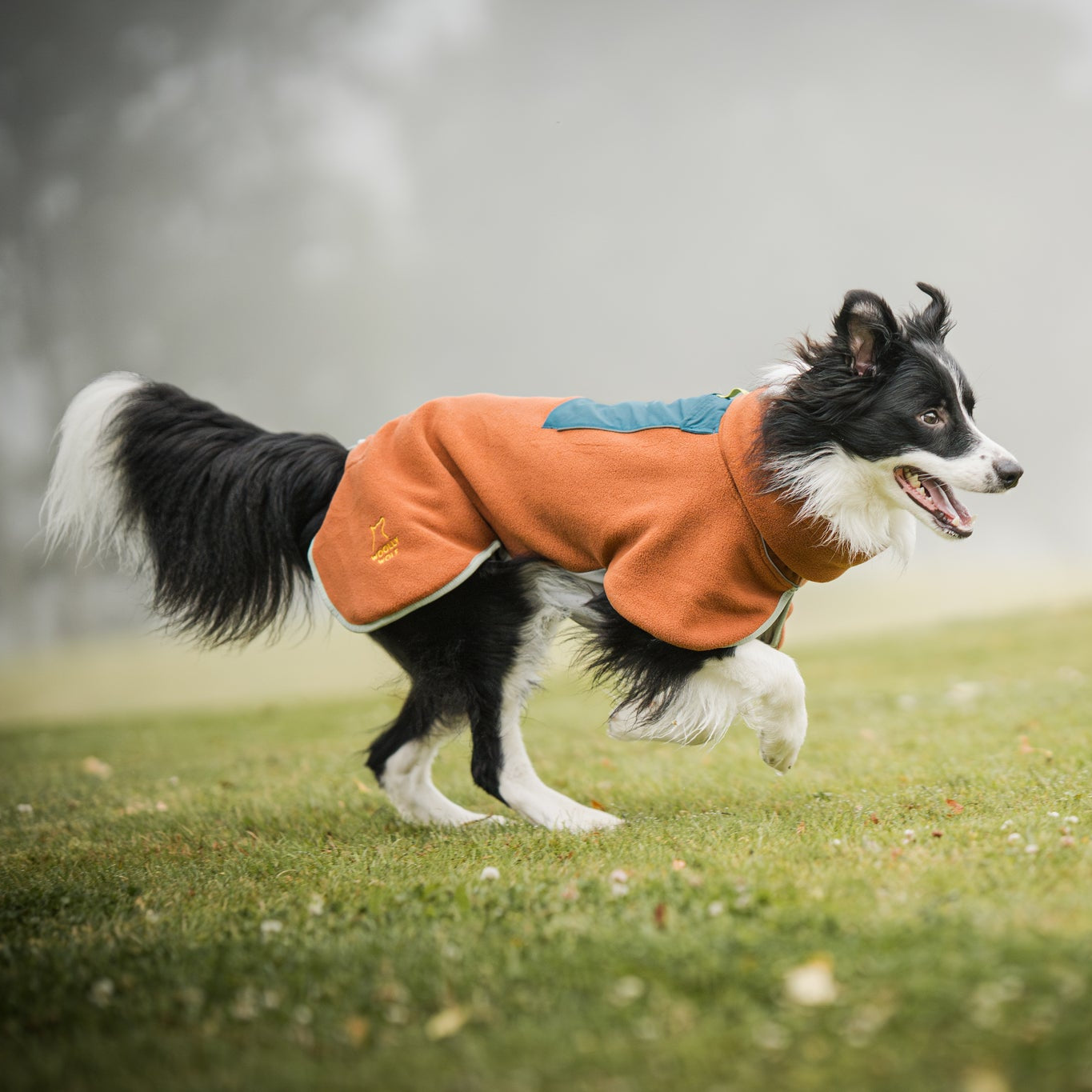 A black and white dog wearing an orange coat runs on grass near a tree on a foggy day.