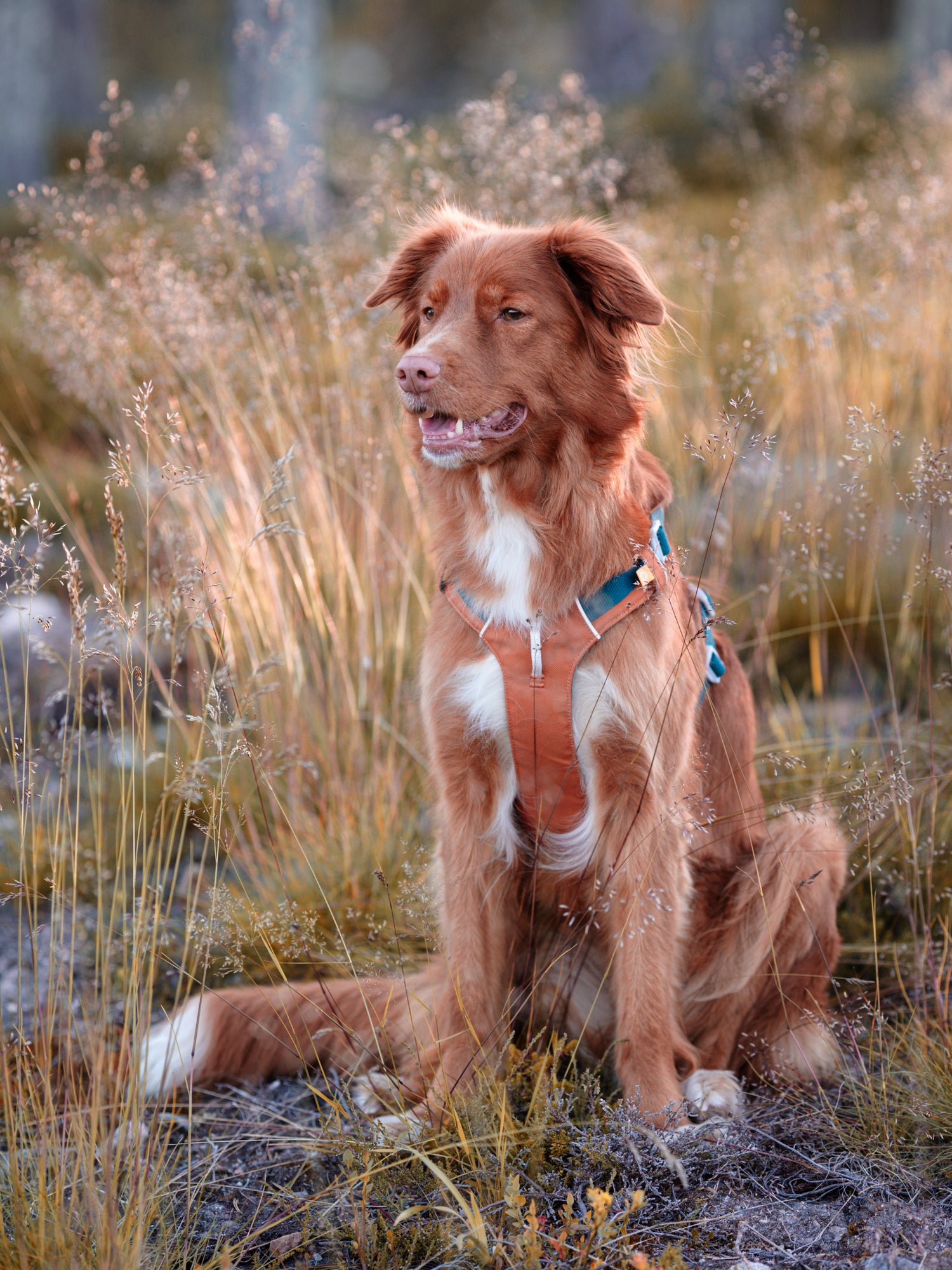 Blue Dog Harness with Adjustable Fit for Your Dog - Woolly Wolf