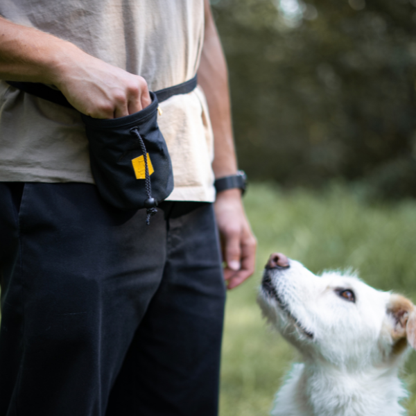 Person wearing a black treat pouch at their waist, looking down at a white dog.