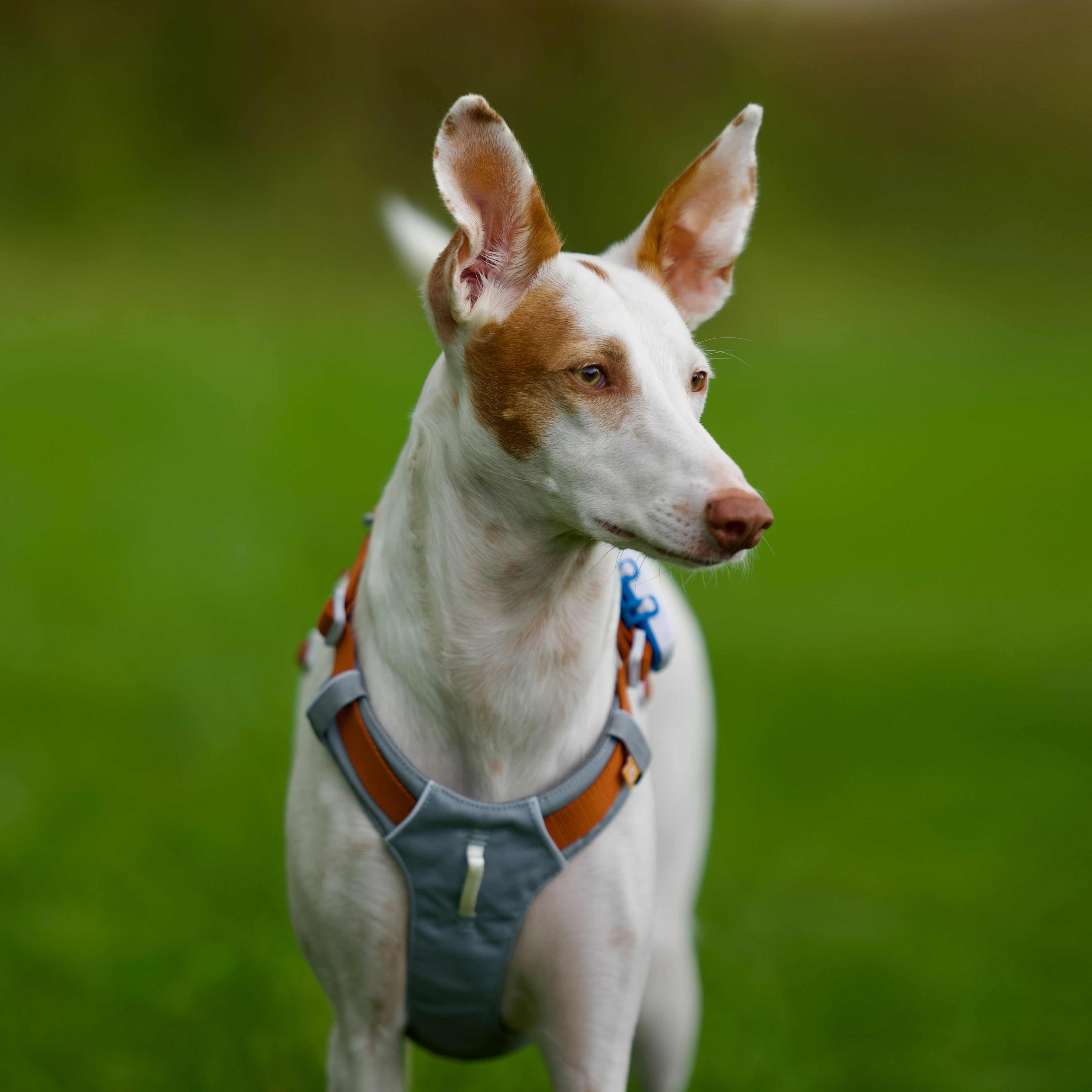 Green Dog Harness: Comfort for Every Breed Size - Woolly Wolf