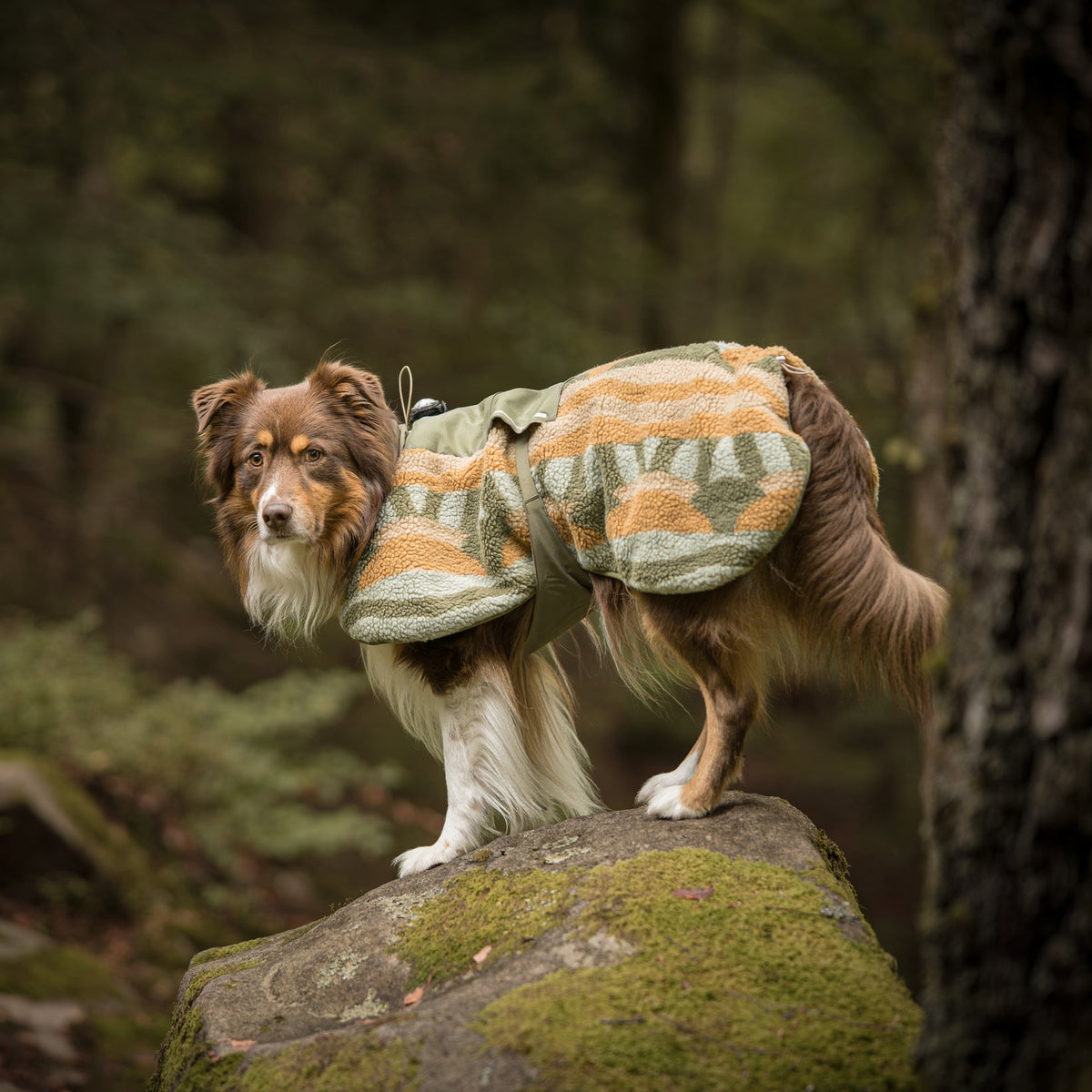 A brown dog wearing a patterned coat stands on a mossy rock in a forest.