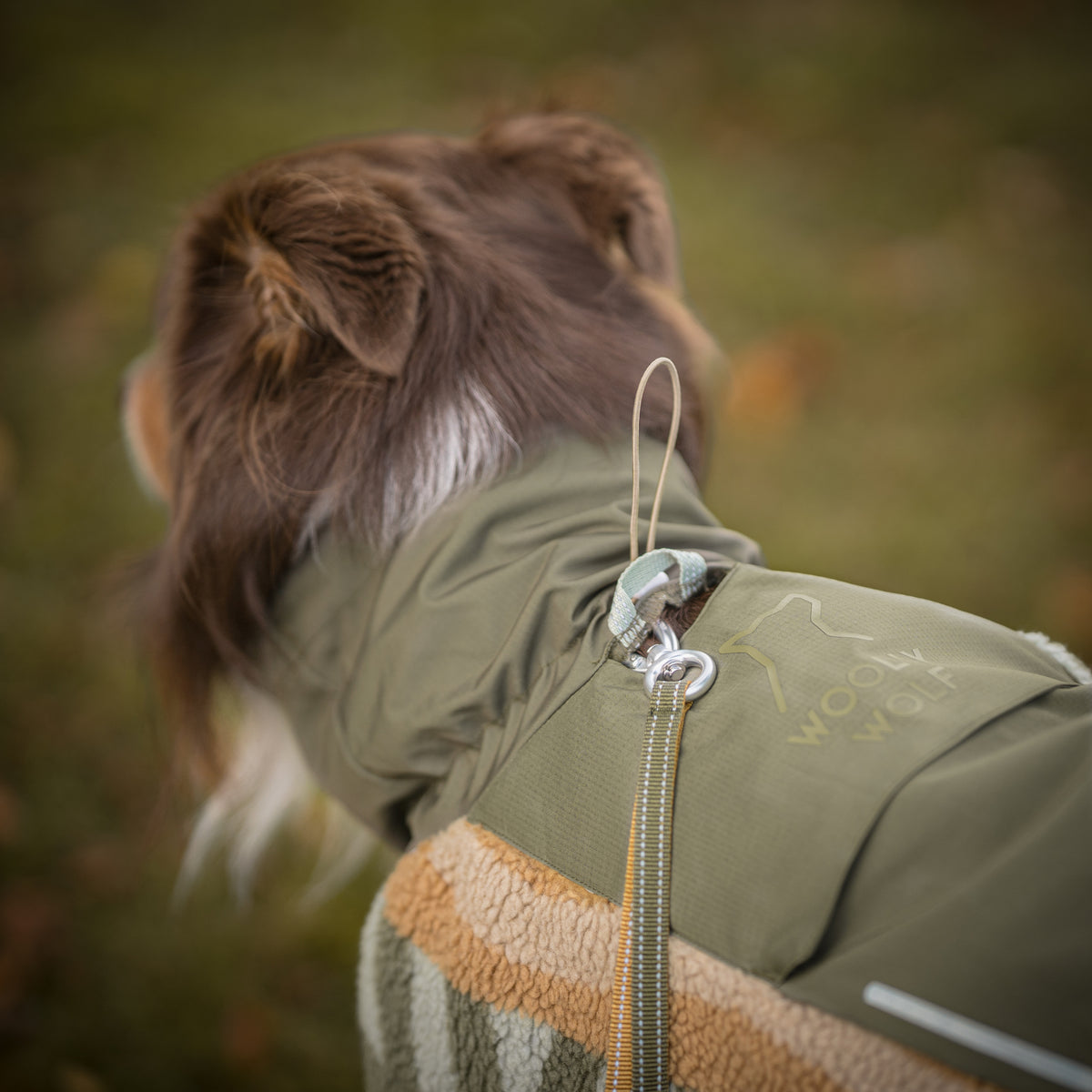 Dog wearing green Woolly Wolf coat, attached to a leash, outdoors on grass.