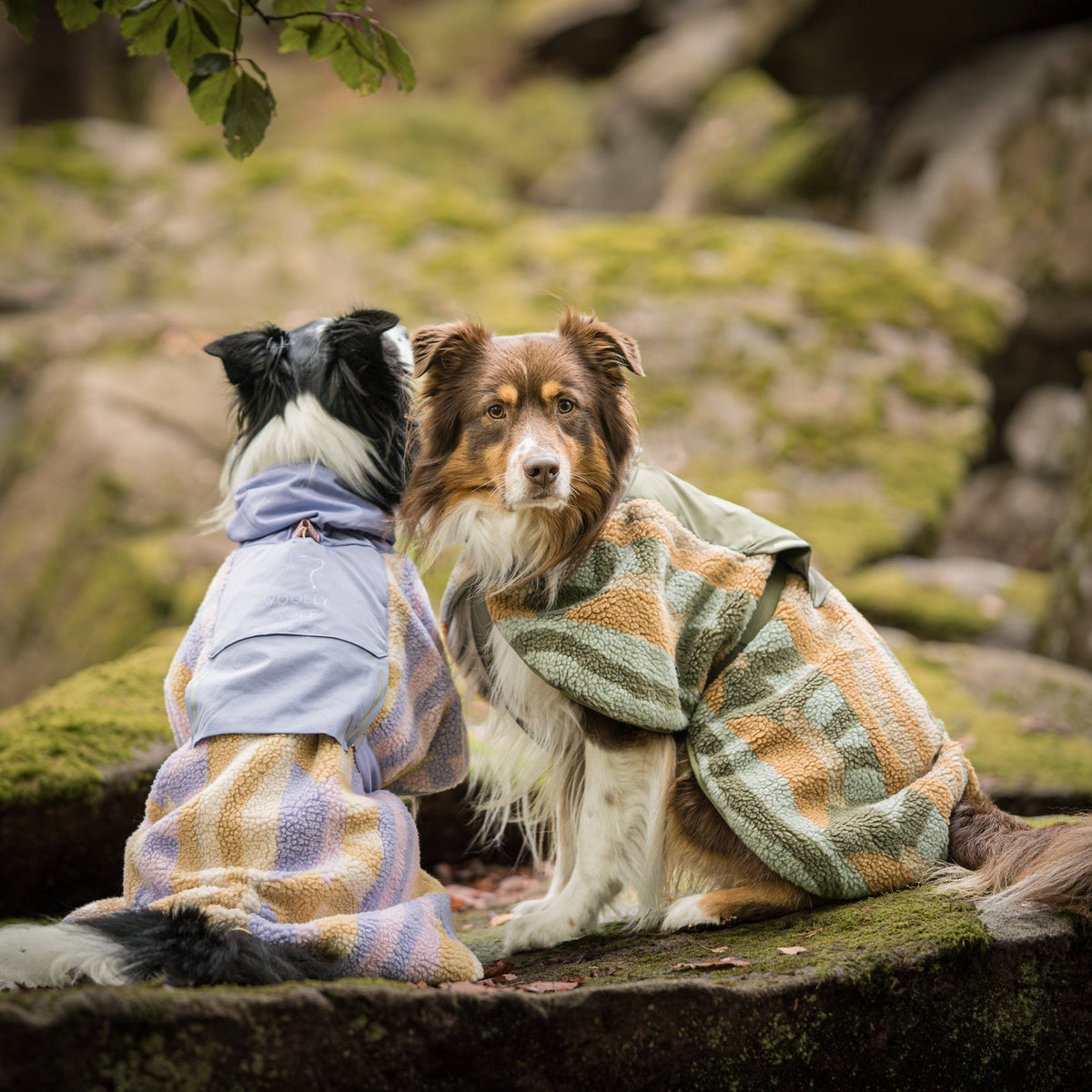 Two dogs in cozy jackets sit on mossy rocks, one facing forward and the other looking away in profile.