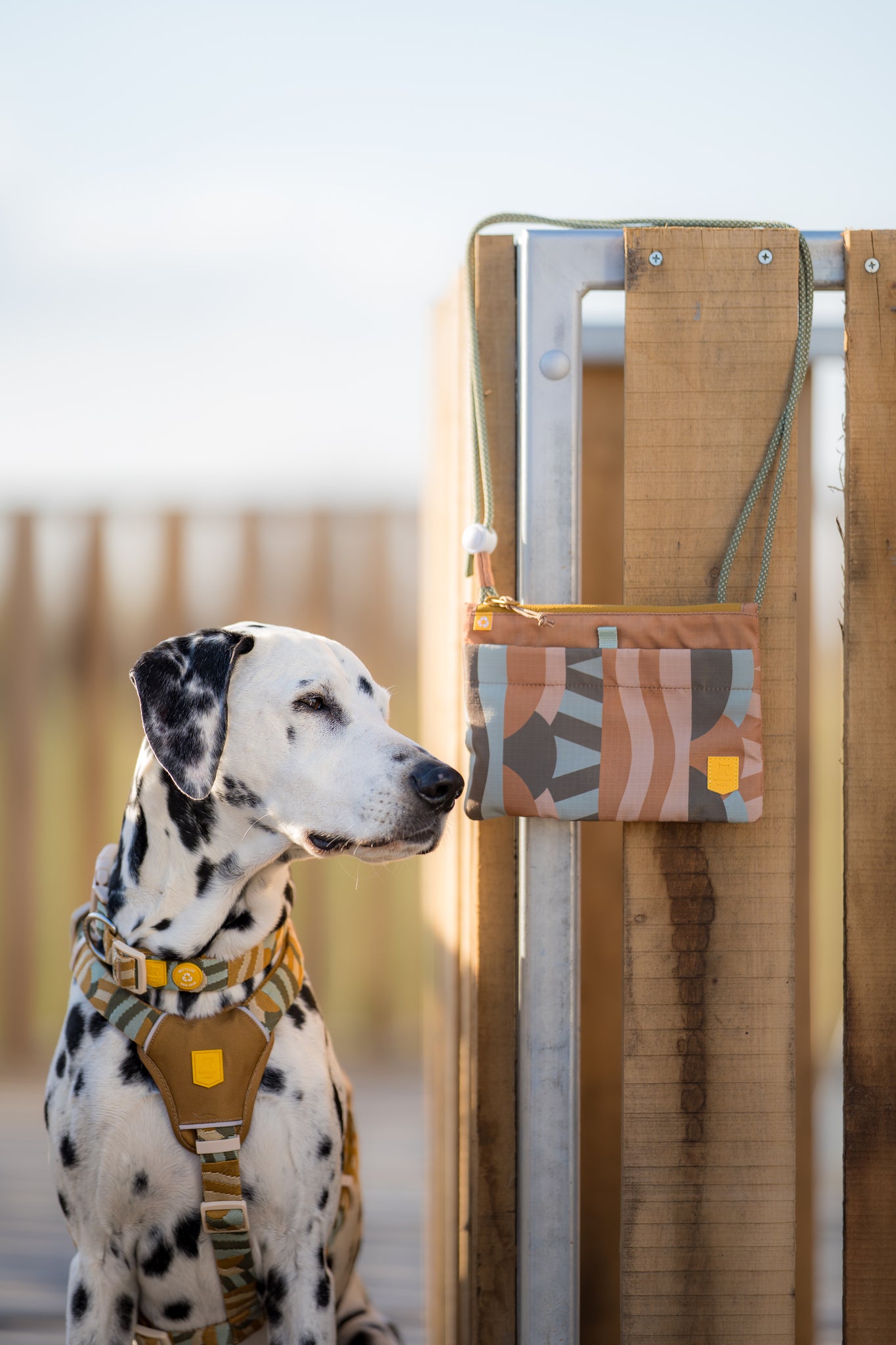 Dalmatian wearing a tan harness sits by a wooden fence with a colorful bag hanging on it.