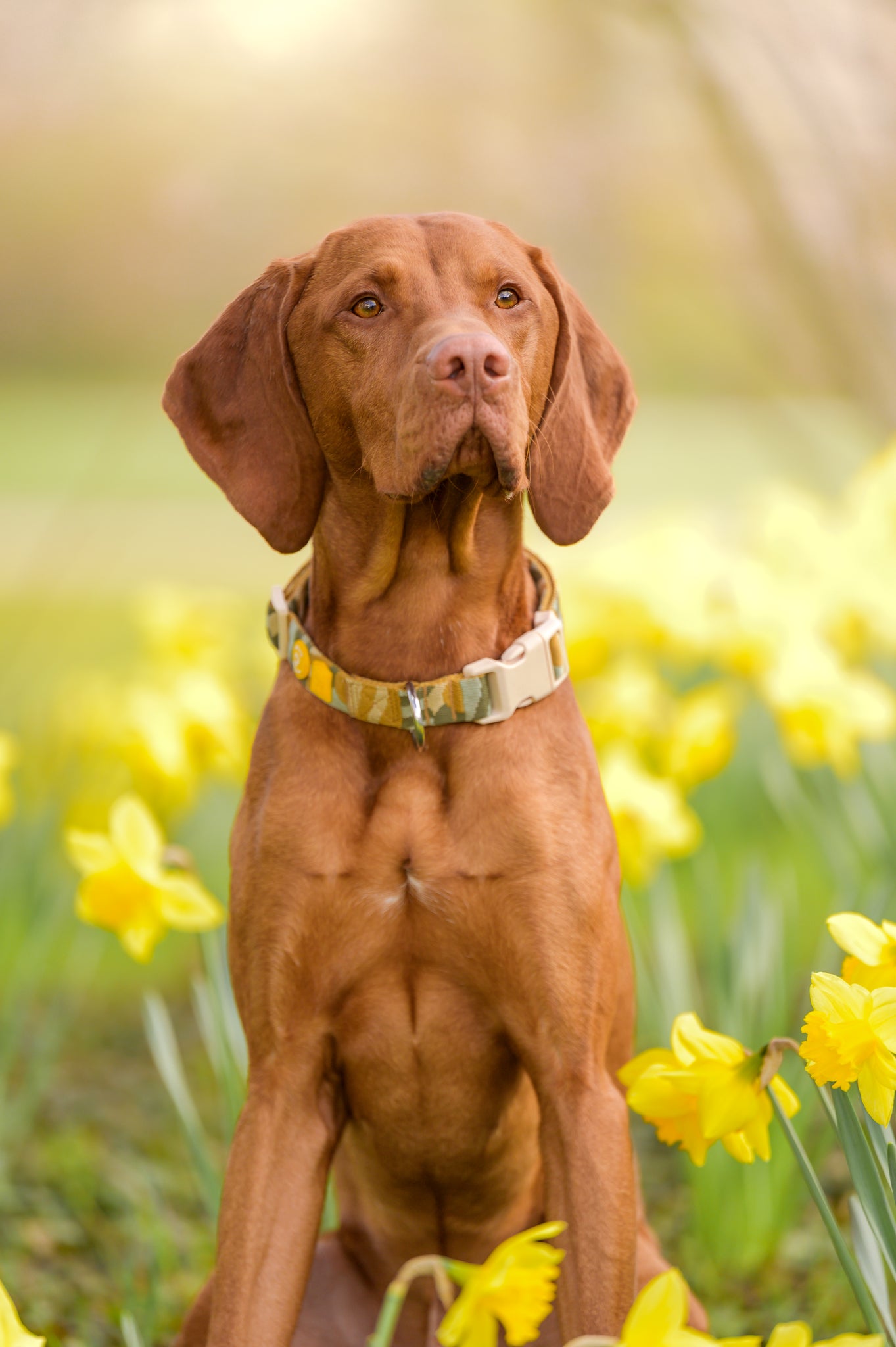 A brown dog with a tan collar sits among blooming yellow daffodils in a sunlit field.