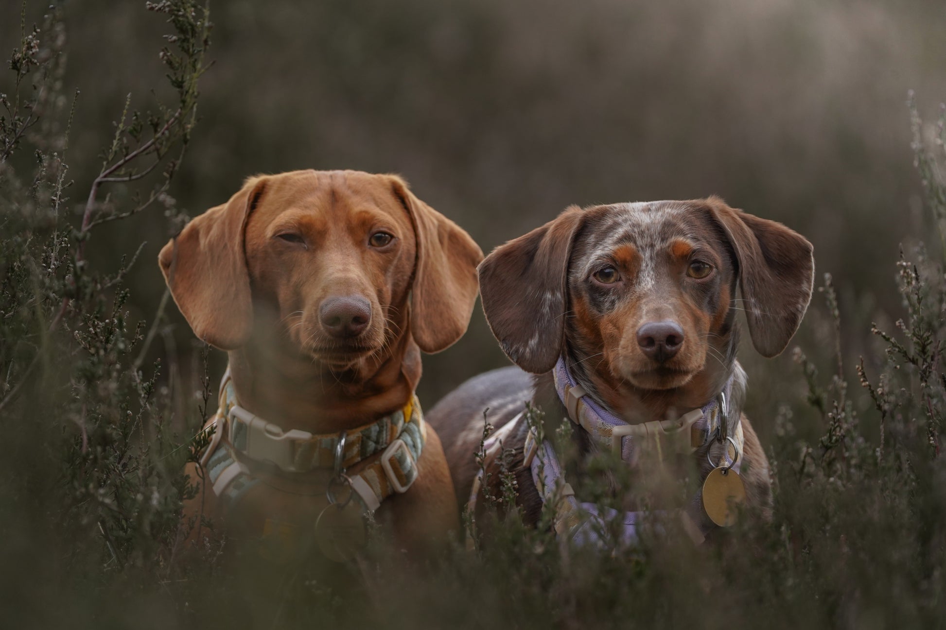 Two Dachshund dogs sit in tall grass, one winking and the other looking forward, both wearing collars.