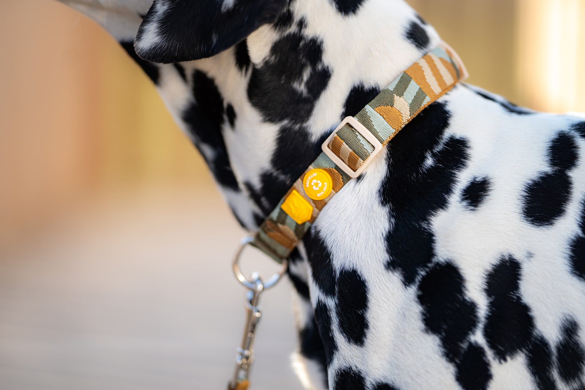 Dalmatian dog wearing a patterned collar with a smiley face tag and leash attached.