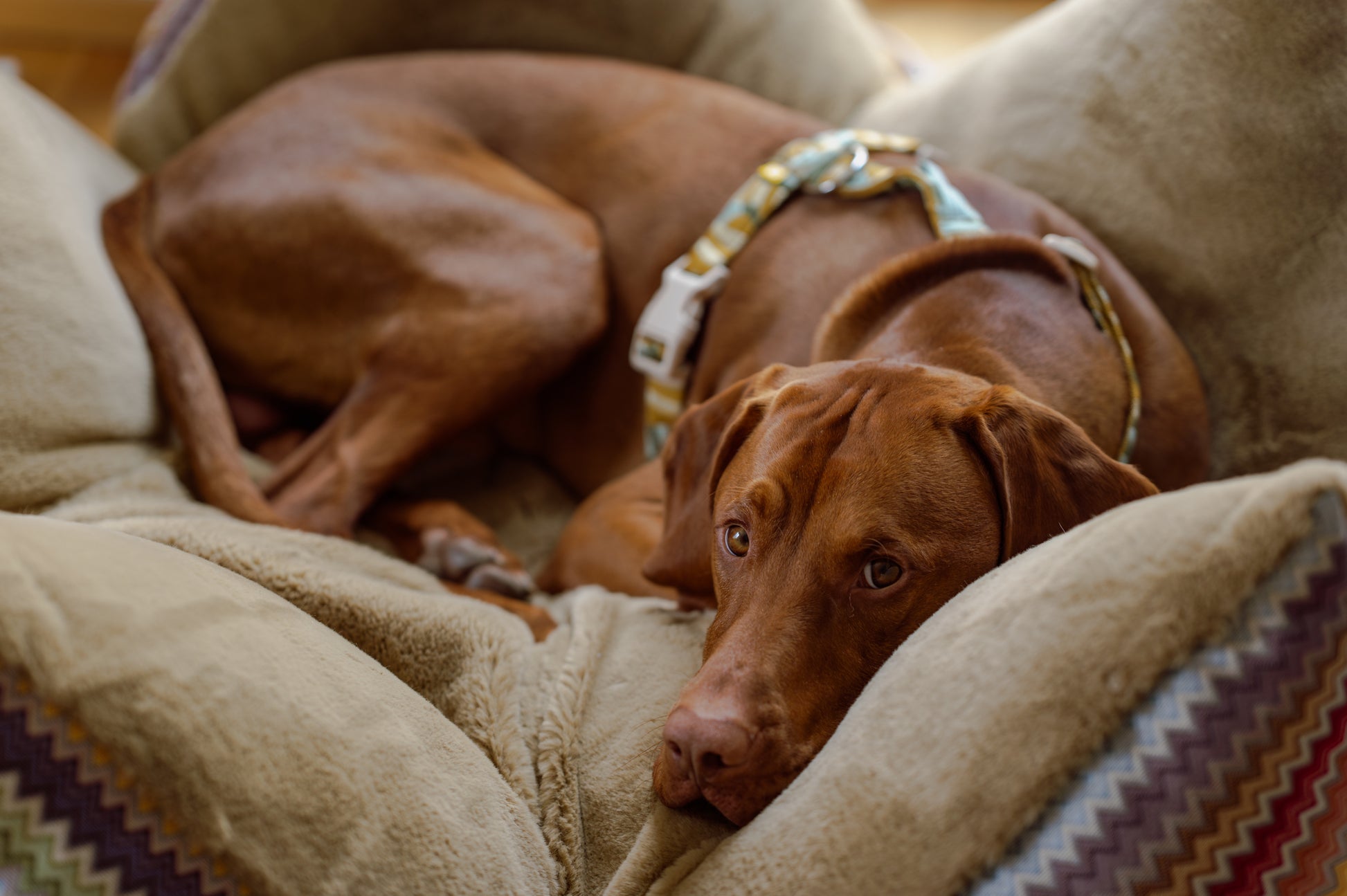 Brown dog wearing a harness curled up on a plush beige cushion, looking up with gentle eyes.