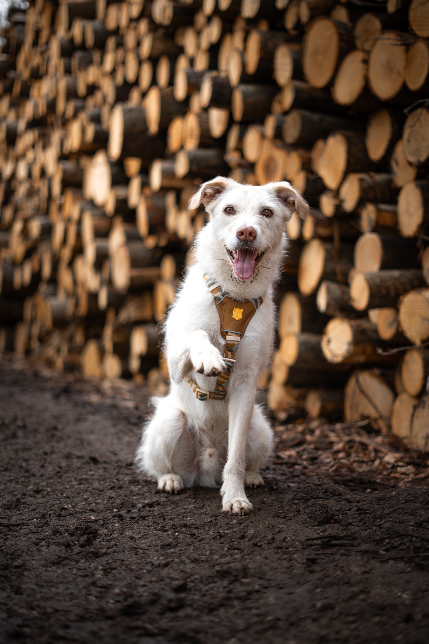 A white dog wearing a harness sits on a dirt path, raising one paw, with stacked logs in the background.