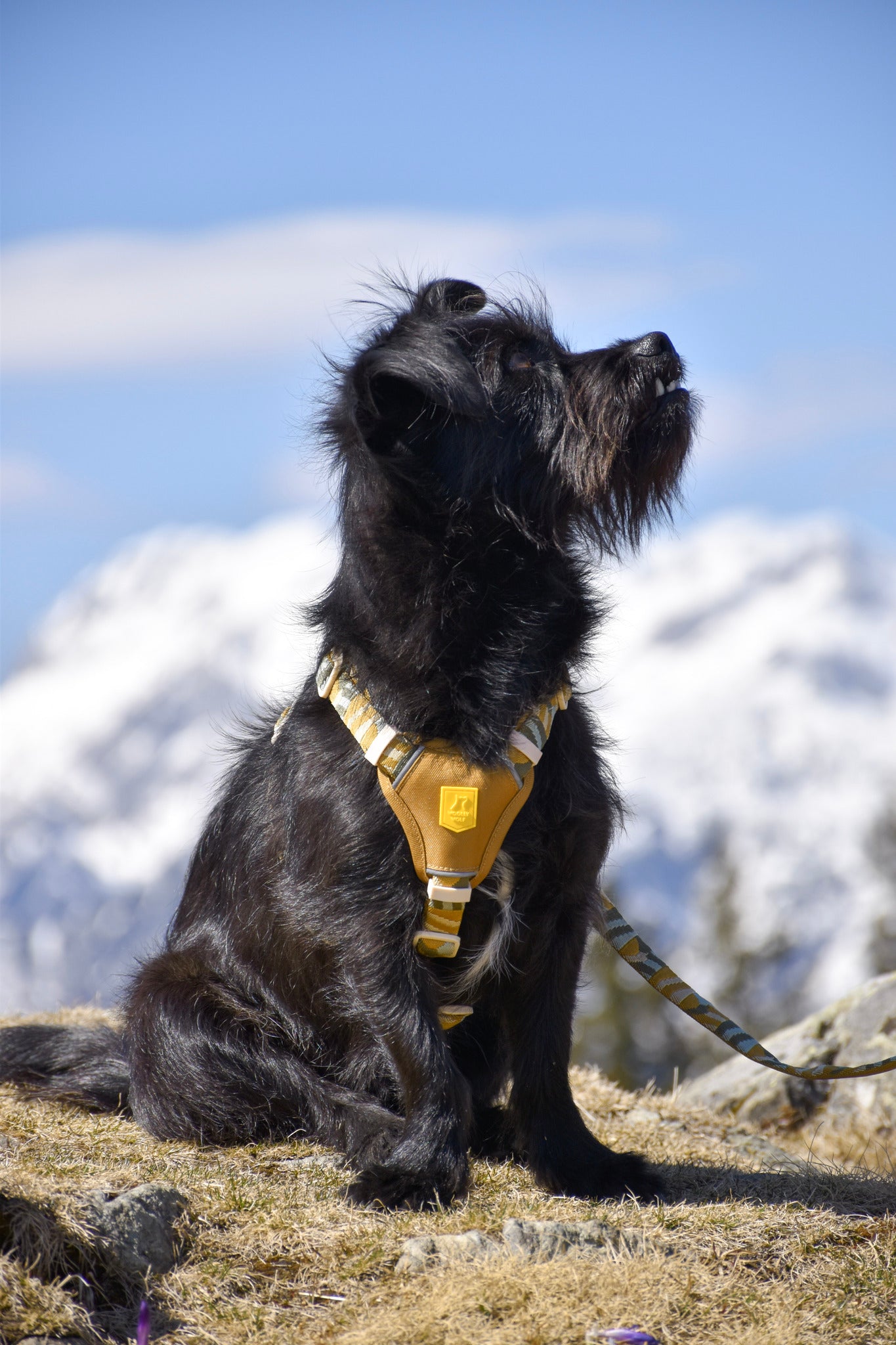 A black dog wearing a yellow harness sits outdoors with snowy mountains in the background.