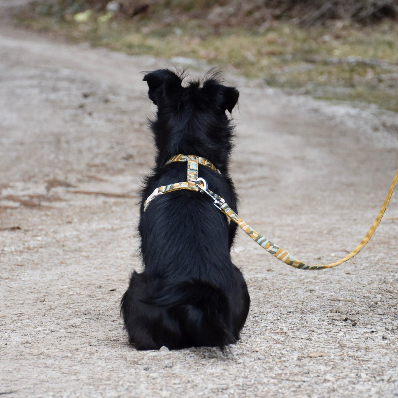 A black dog with a harness sits on a dirt path, facing away, looking toward the forest.