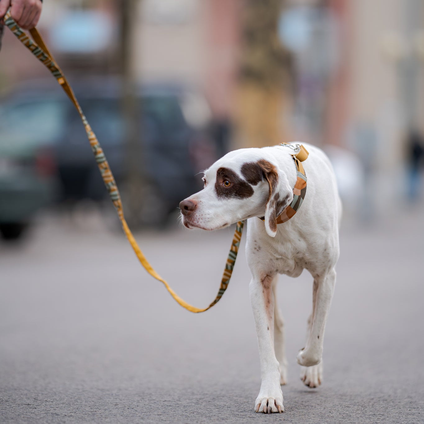 White dog with brown spots walking on a leash along a street, held by a person out of frame.
