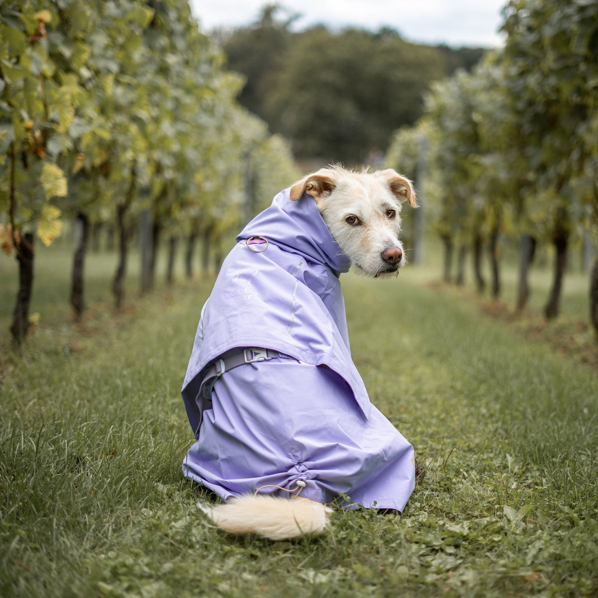 A dog in a lavender raincoat sits on grass between vineyard rows, looking back over its shoulder.