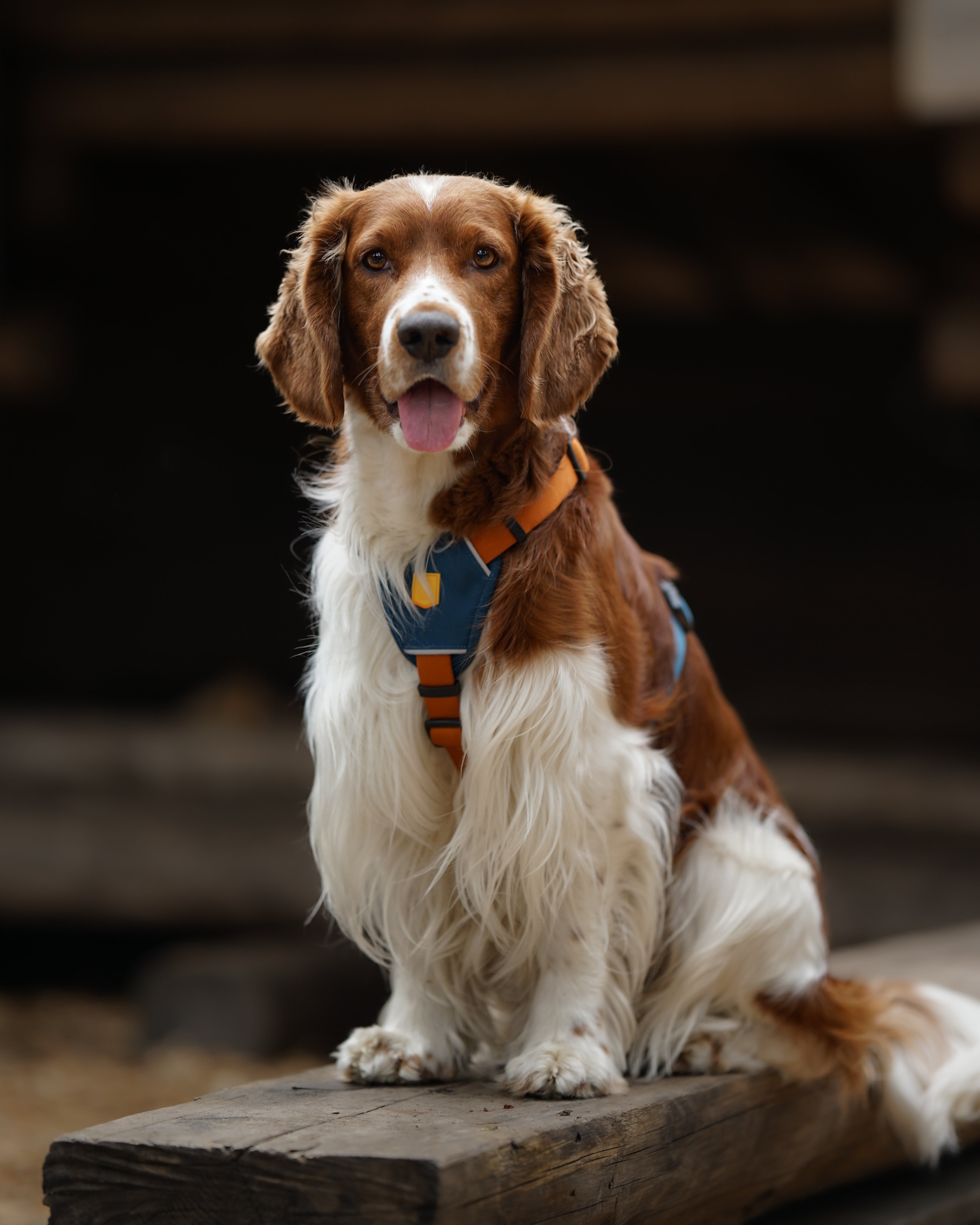 Color Block Dog Harness Terracotta for Ultimate Comfort - Woolly Wolf