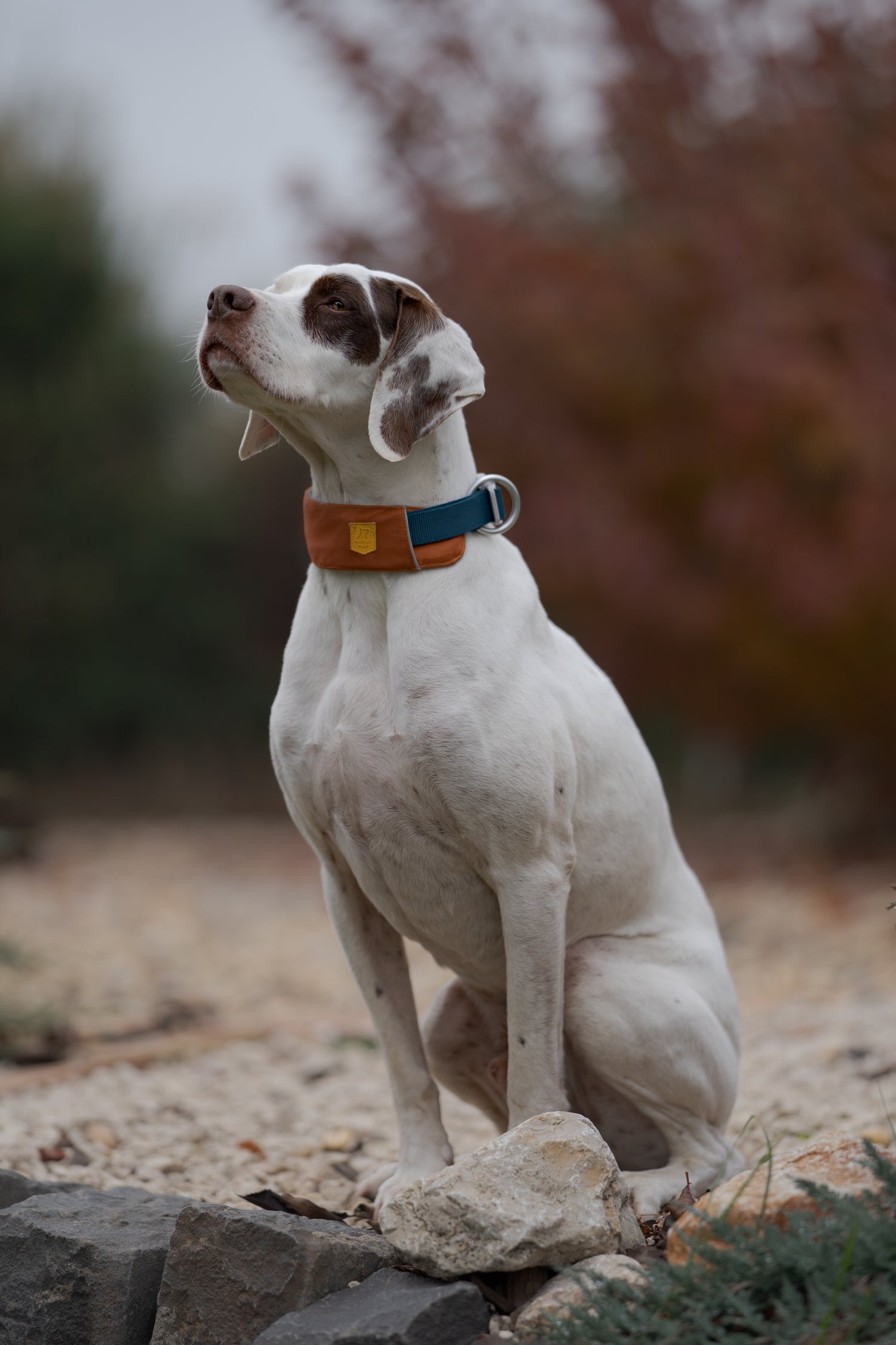 White and brown dog with a blue and brown collar sits on a rocky path outdoors, looking upward.