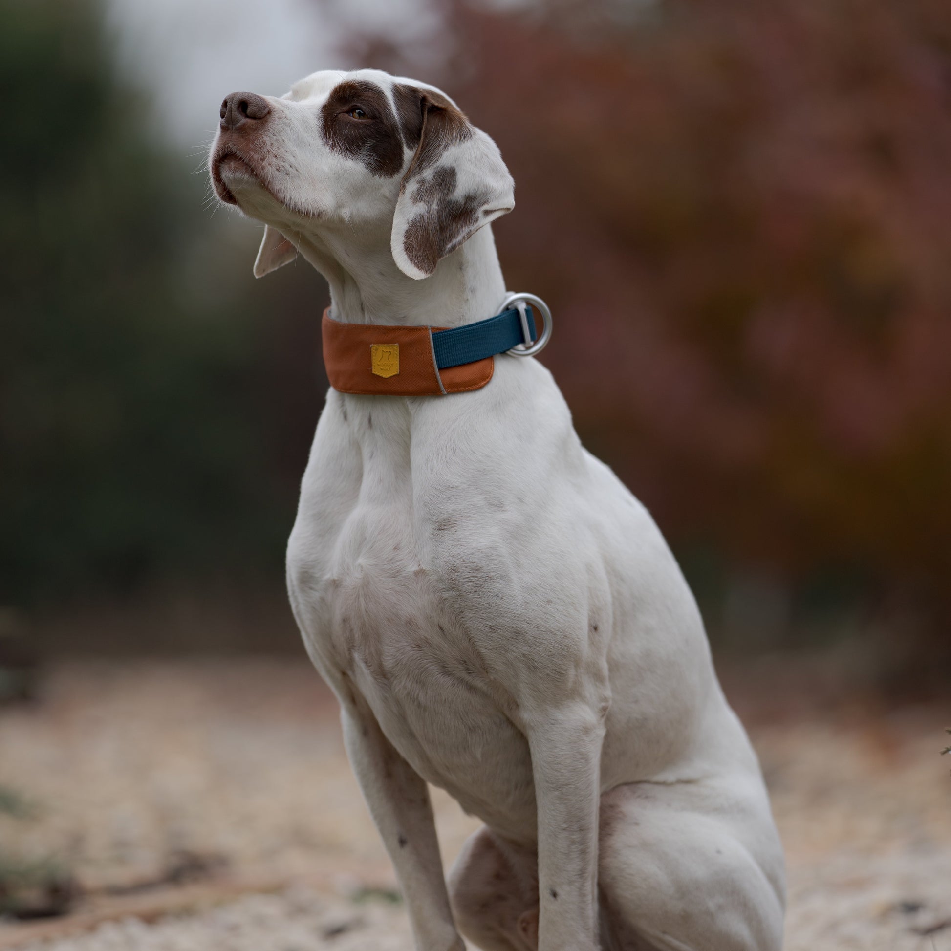 White and brown dog with a blue and brown collar sits on a rocky path outdoors, looking upward.