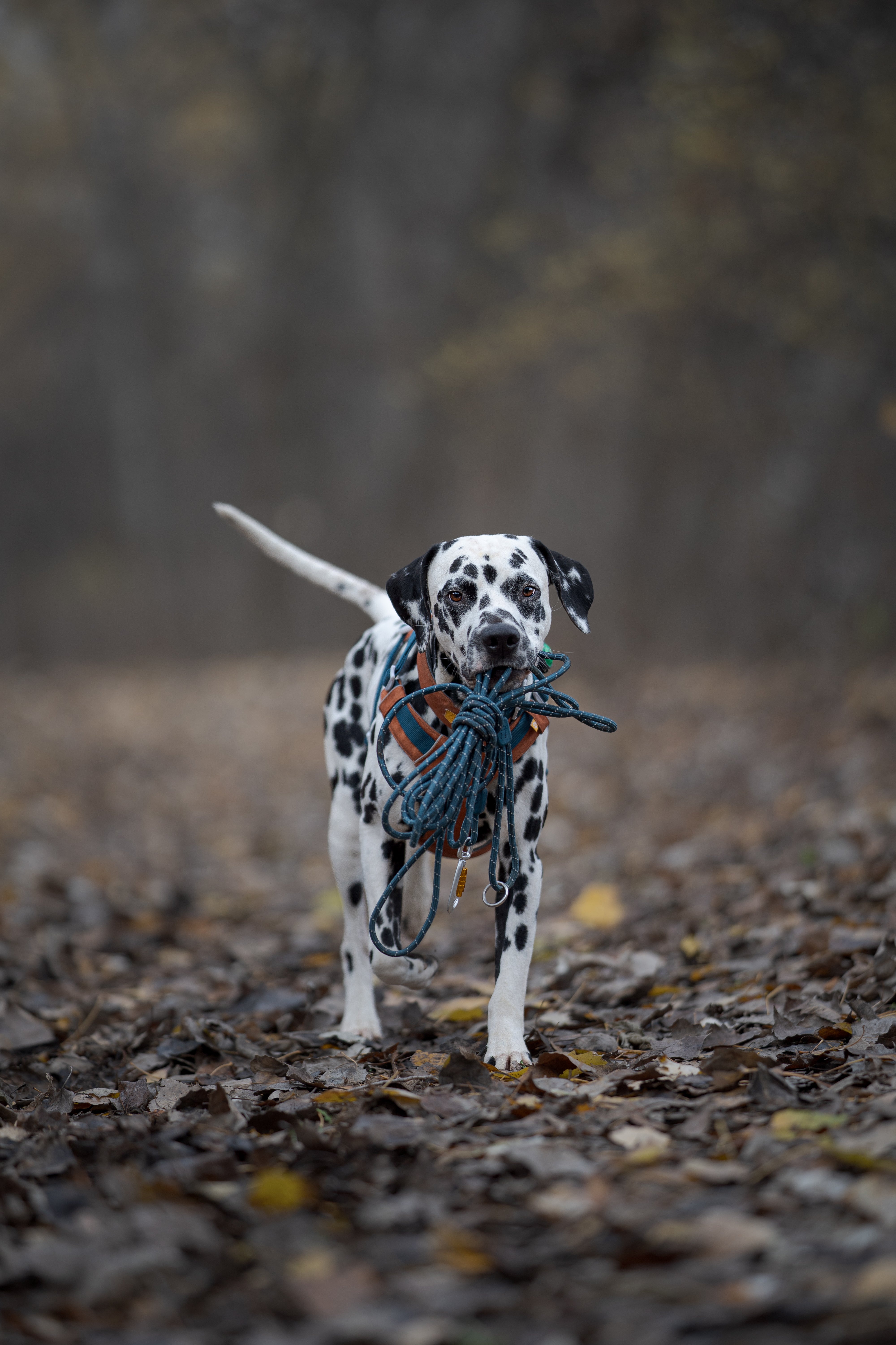 Dalmatian dog standing on a leaf-covered path, holding a blue leash in its mouth, in a forest setting.