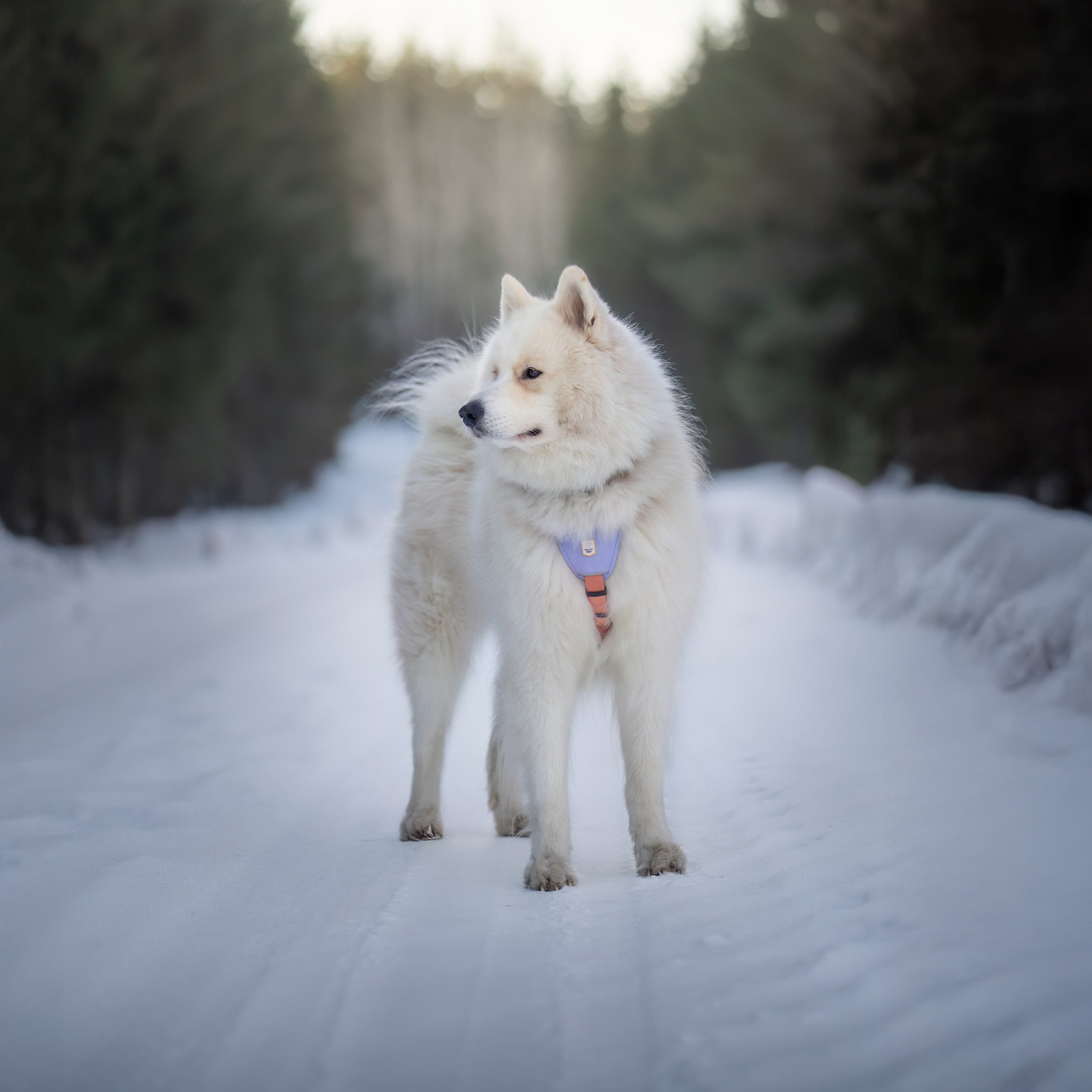 Color Block Harness: 5-Point Adjustable Support - Woolly Wolf