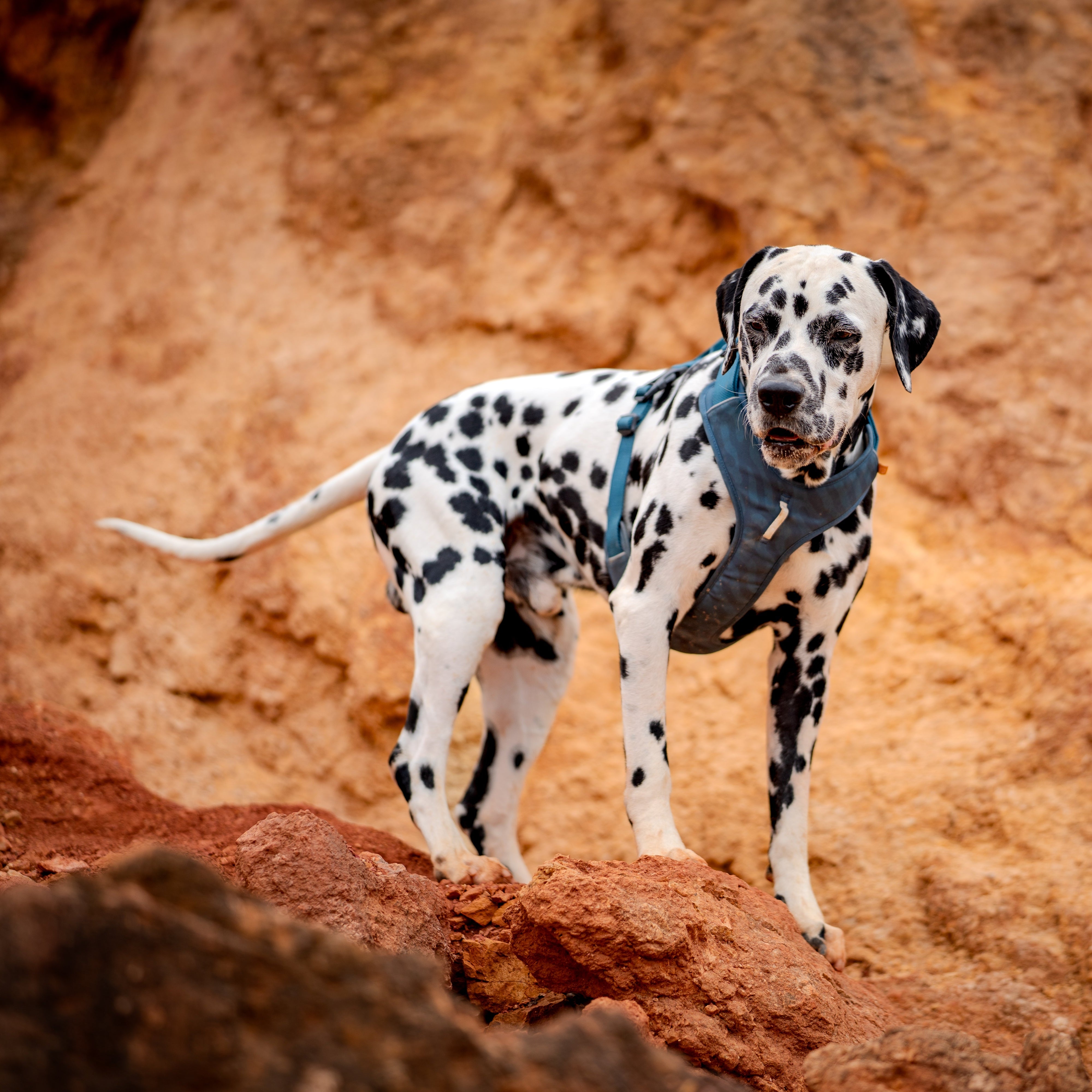 Dalmatian wearing a harness stands on rocky terrain with a brown and orange background.