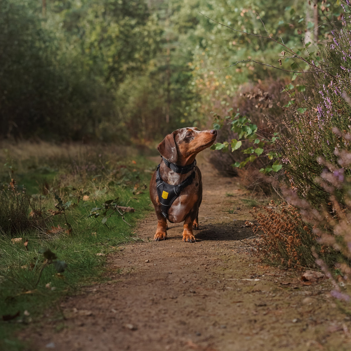 A dapple dachshund wearing a harness stands on a dirt trail in a forest.