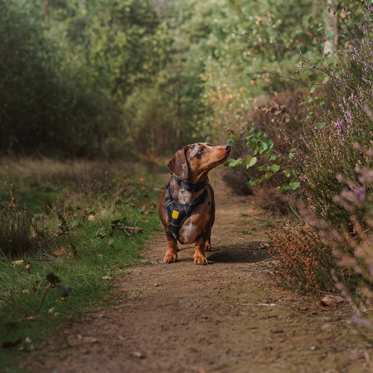 A dapple dachshund wearing a harness stands on a dirt trail in a forest.