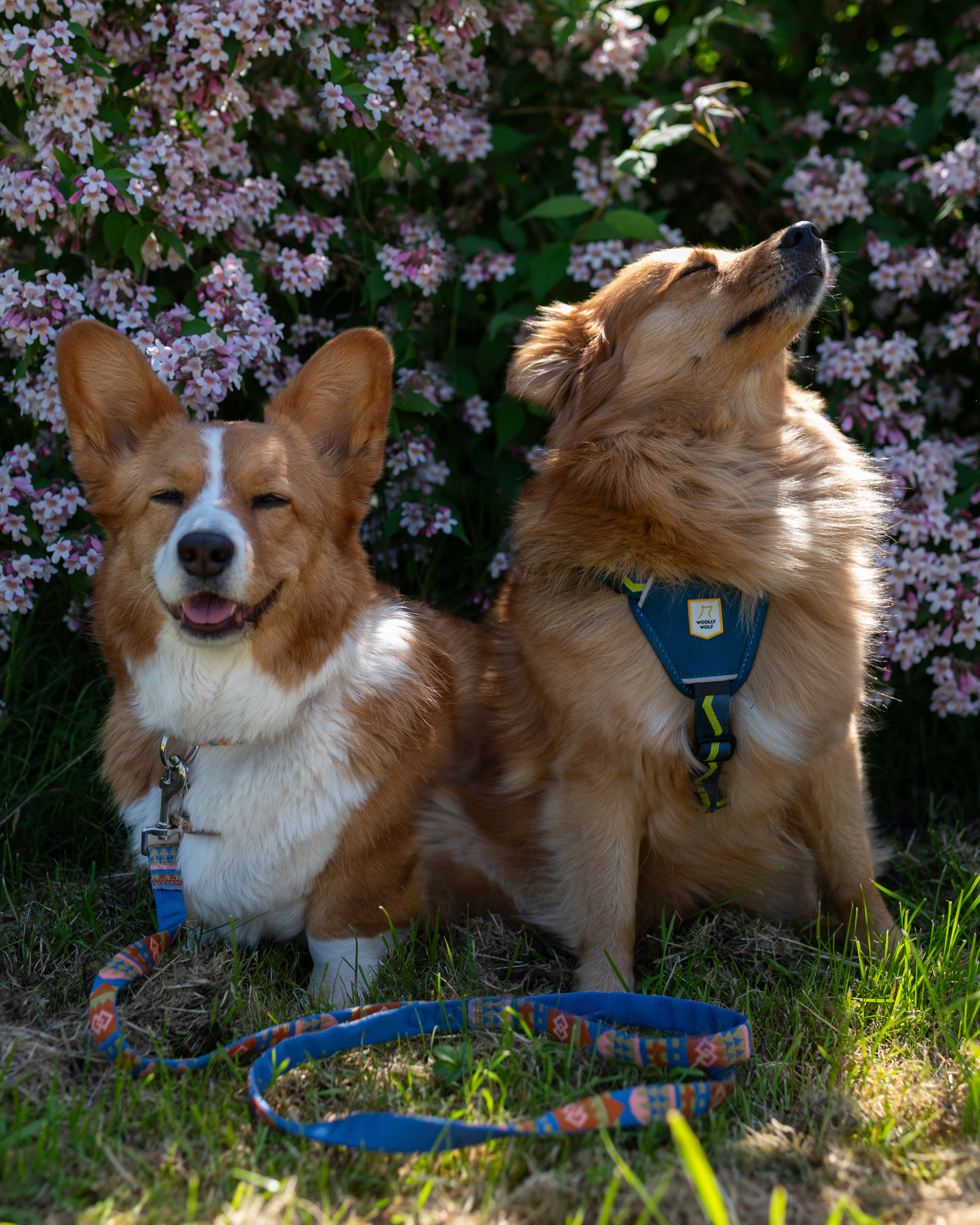 Two fluffy dogs on leashes sit in front of blooming pink flowers in the sunlight, looking content.