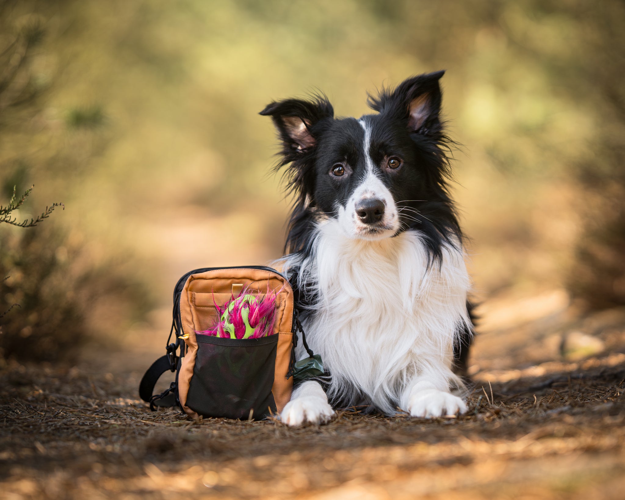 A black and white dog lies next to a tan bag with pink flowers sticking out of its front pocket.