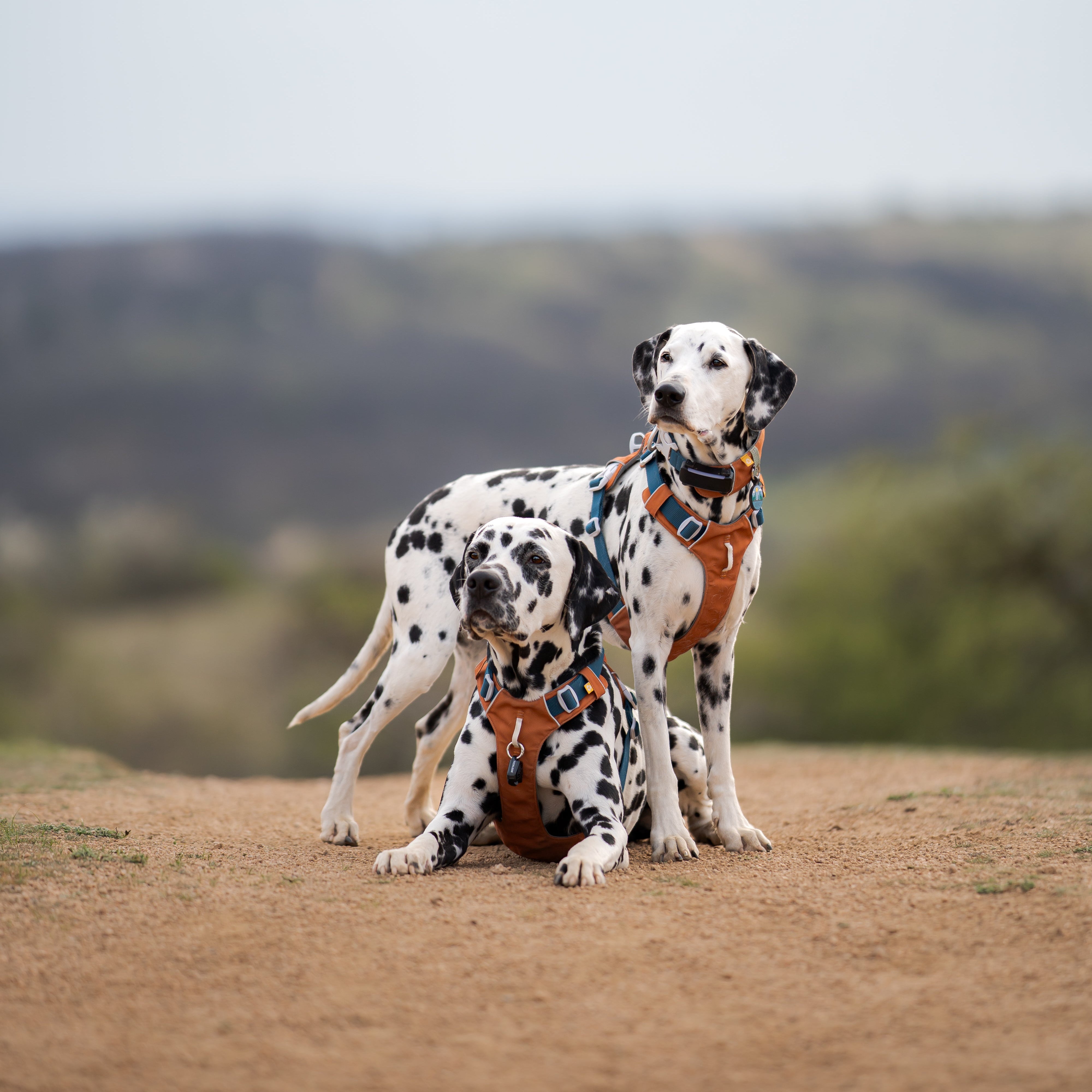 Two Dalmatians wearing orange harnesses stand together on a dirt path with a blurred landscape in the background.