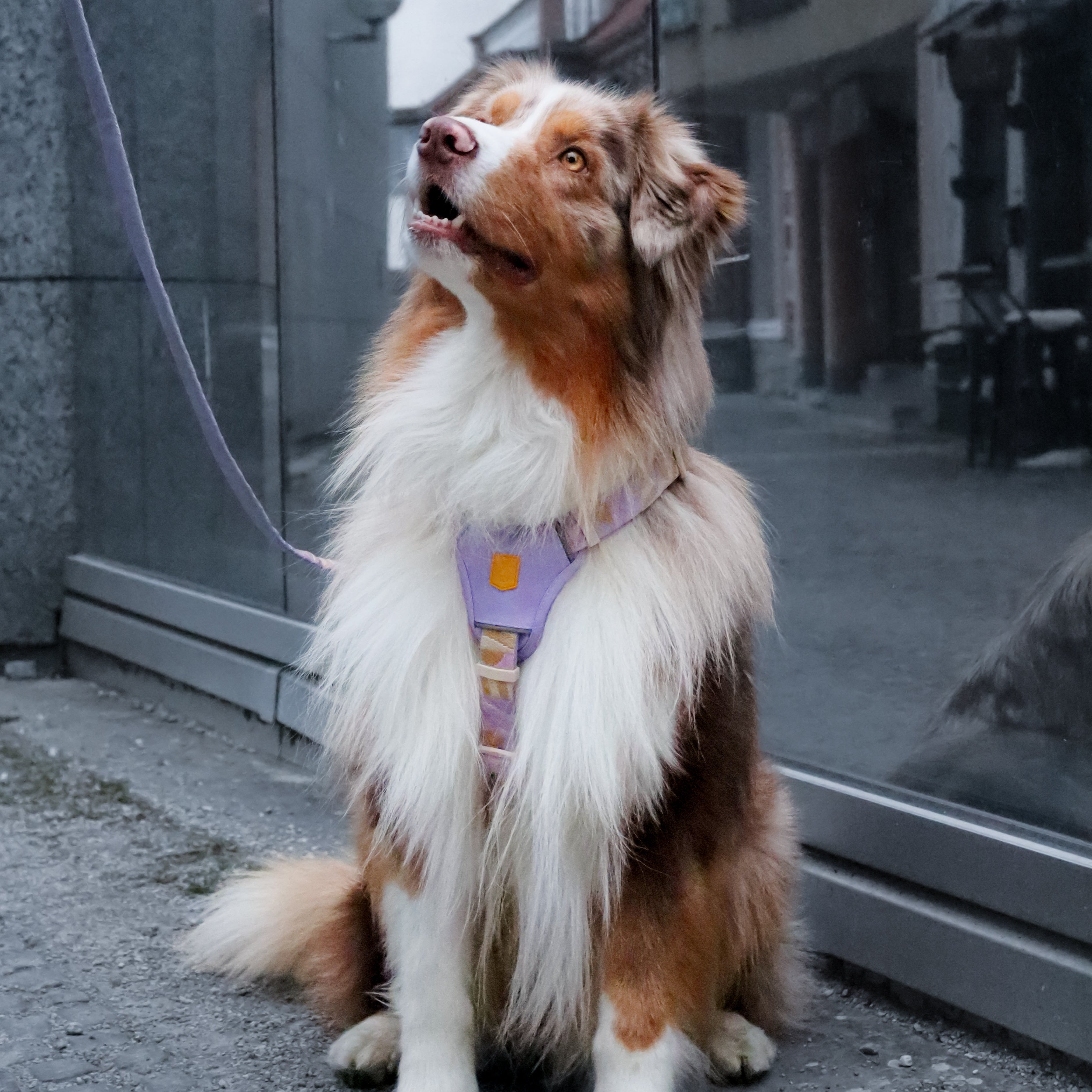 Sunshower Dog Harness - Woolly Wolf